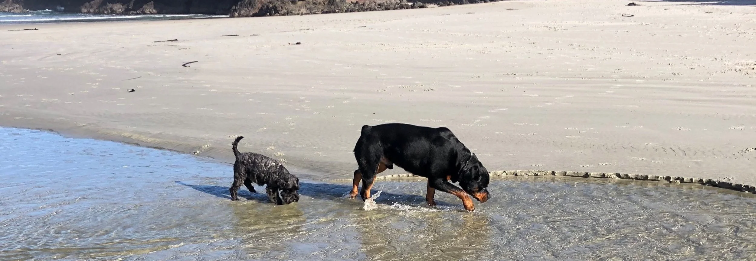 Two dogs walking on a sandy beach near water, one large and black, the other small and curly-haired.