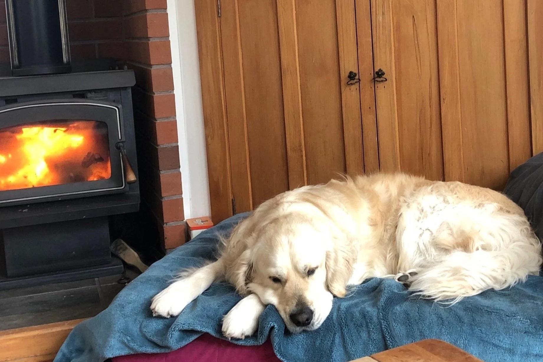 Golden retriever sleeping on a blanket near a wood stove with a fire burning inside.