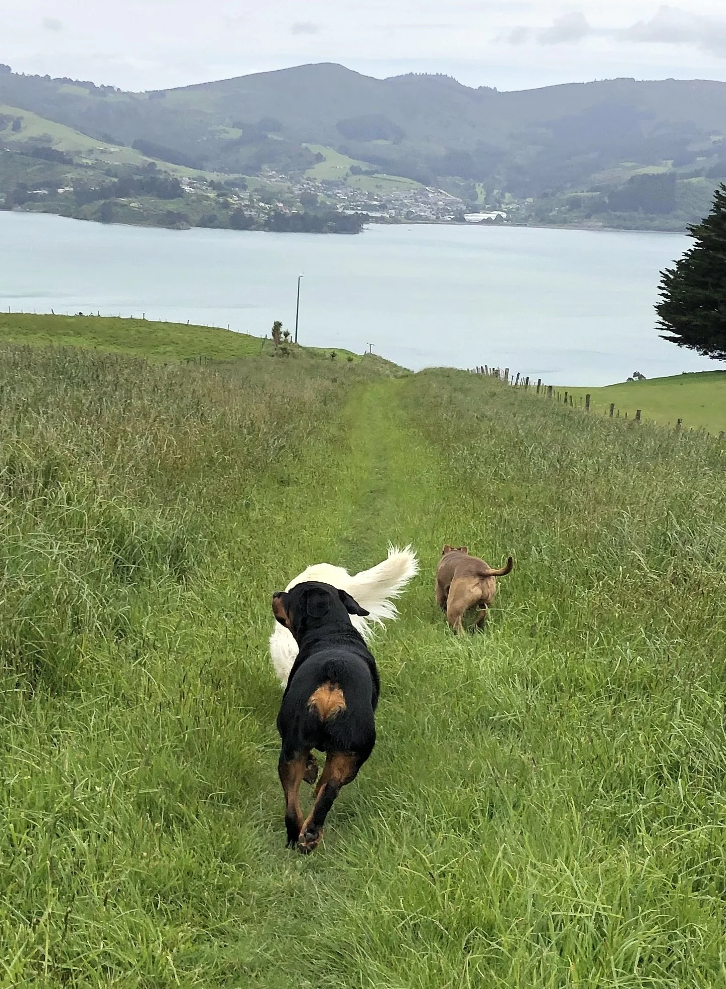 Three dogs running on a grassy path with a lake and hills in the background.
