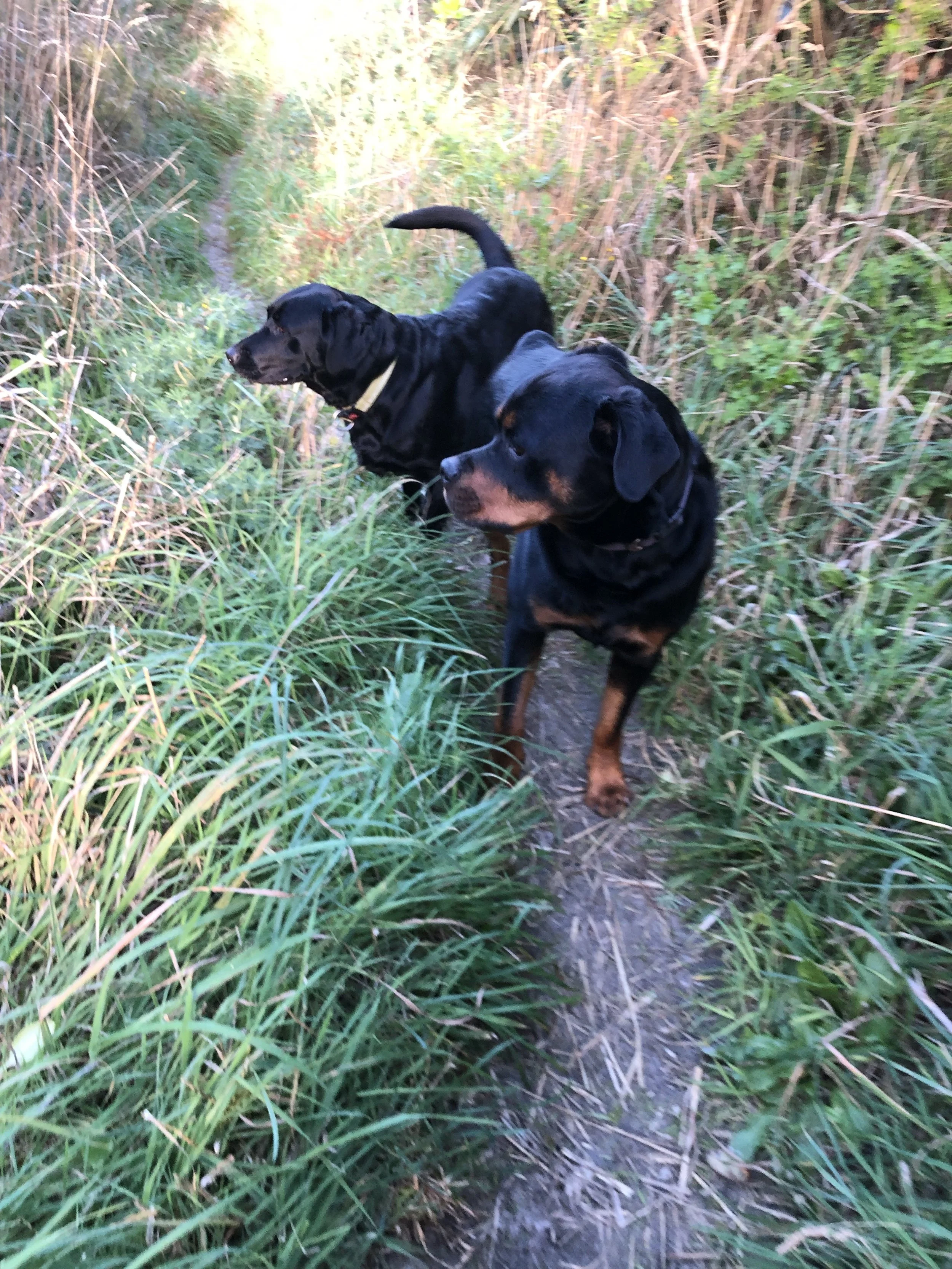 Two dogs walking on a grassy path in a natural setting.