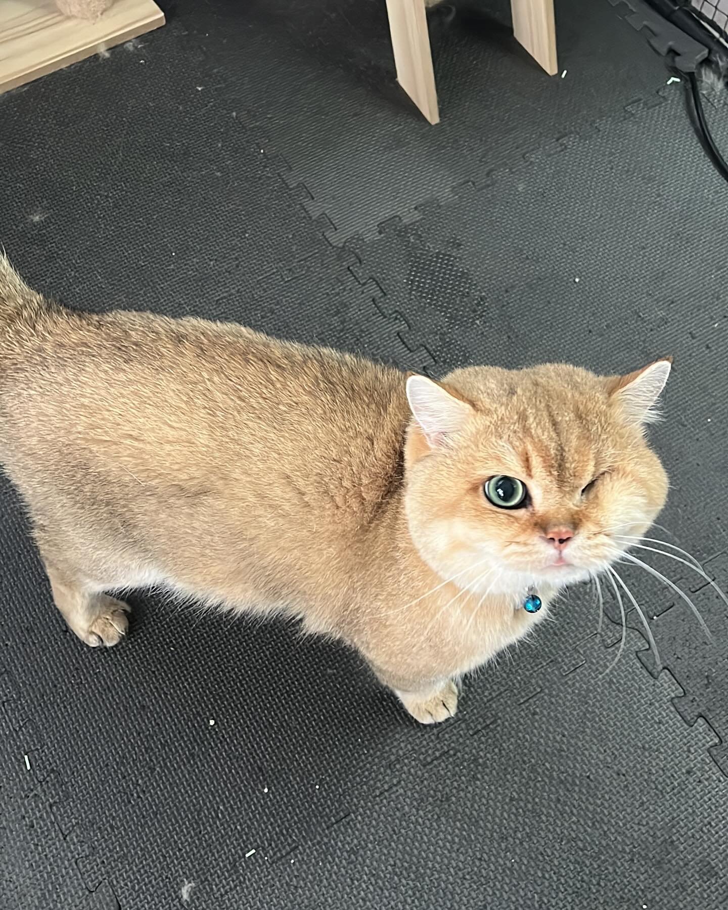 Rescue Pets 🐾💗
Having visited a few clients recently who are newly rescued, they show you how much love they have to give but also the patience they require. Potato the rescue cat, pictured above, is much more confident since the first time I saw h