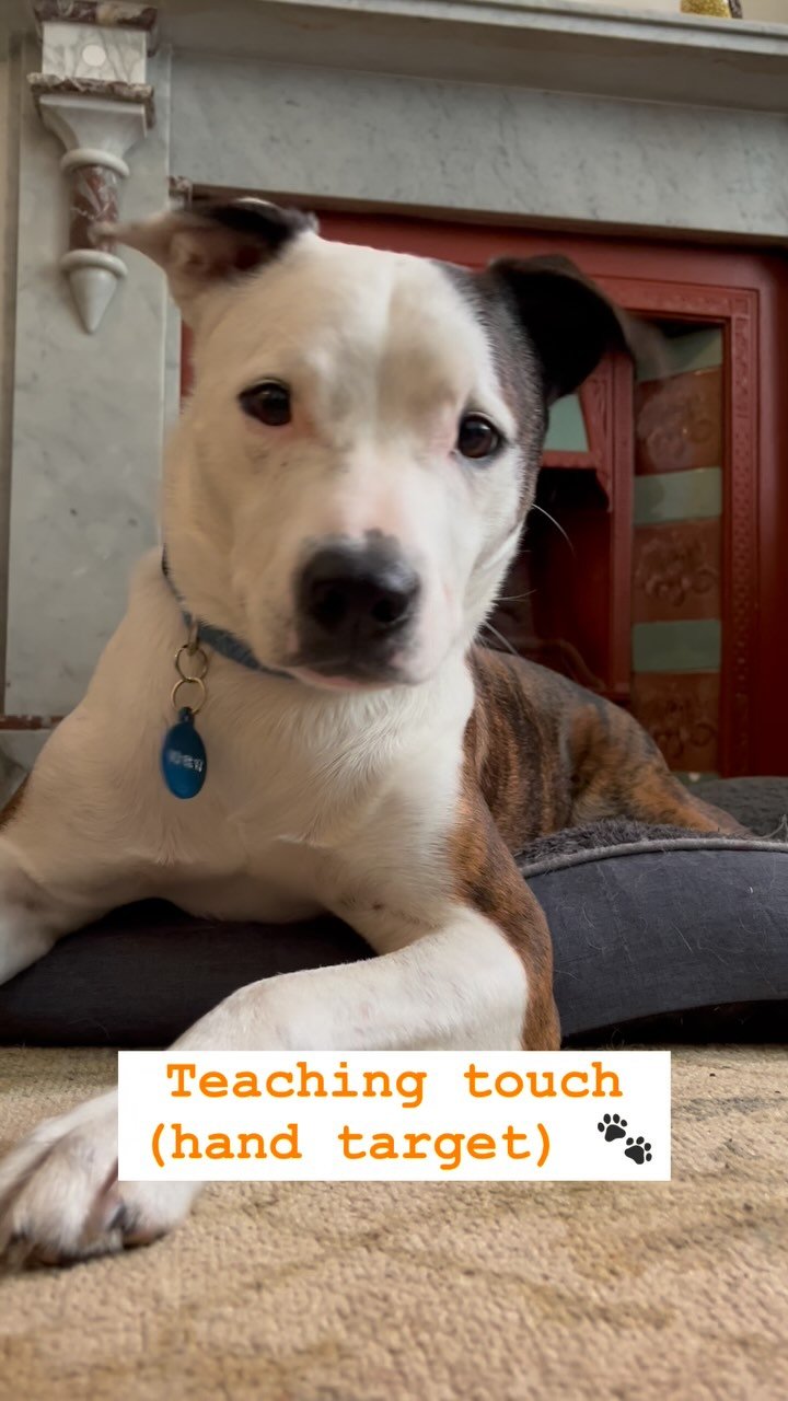 Dash showing off his quick learning of Touch, a hand targeting skill 🐕
It is a great skill for bonding and confidence building and it’s super easy to teach!
#dogtrainingtips🐶🐶 #positivereinforcementtraining #dogtrainersydney #innerwestsydn
