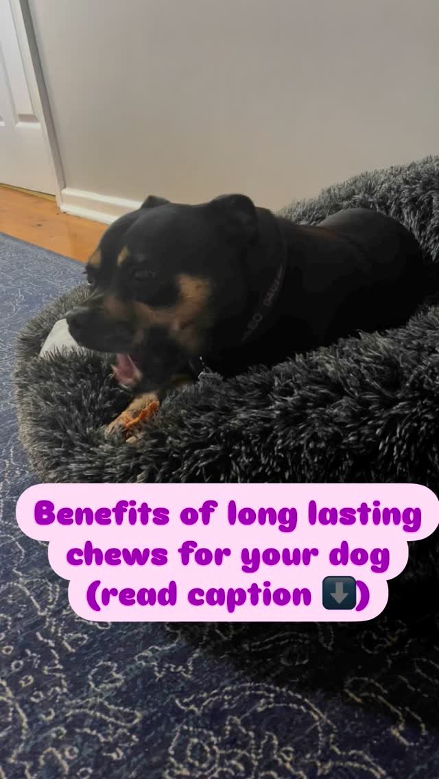 Three benefits of long lasting chews for our dogs 🐕
1) They encourage settle time, which helps dogs learn to relax.
2) They’re perfect for adding duration to “on your bed” or “place” training.
3) Chewing naturally r