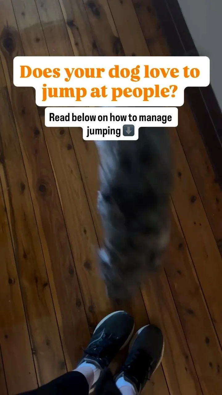 Whether or not you’re okay with your dog jumping up on people is up to you. However, if you have a big dog or have visitors that aren’t as fond of dogs, this behaviour may not be desirable. Here are a couple tips to manage jumping up whil