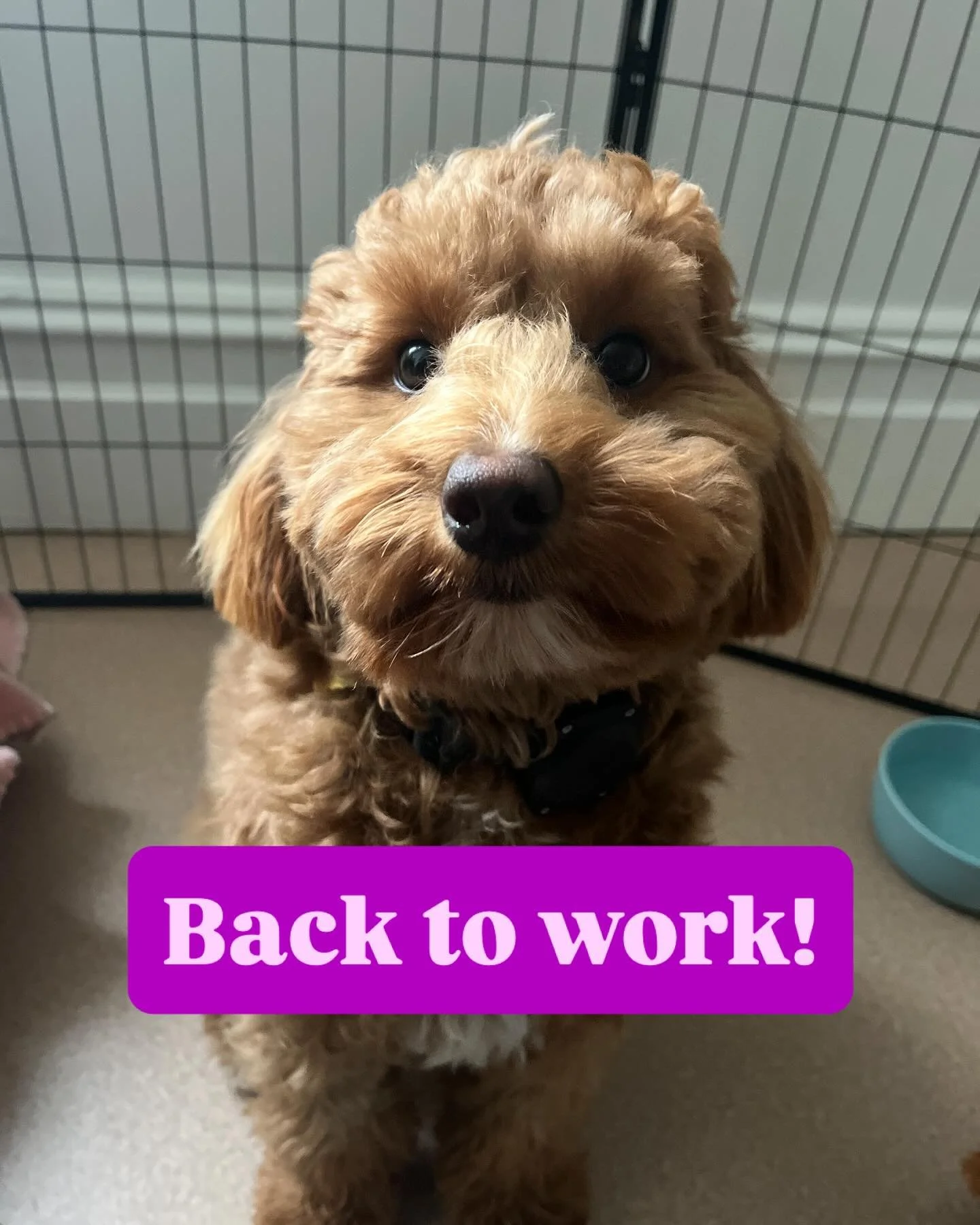 We’re back from our holiday and servicing as usual! Contact us today for our training or walking services 🐾