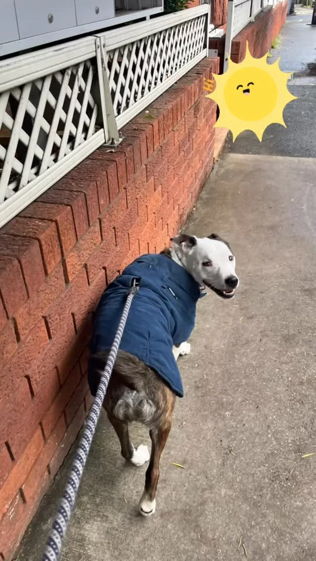 The rain has finally stopped so we can enjoy our walks again in the sun ☀️
Contact us today to enquire about our private training or dog walking services 🐾