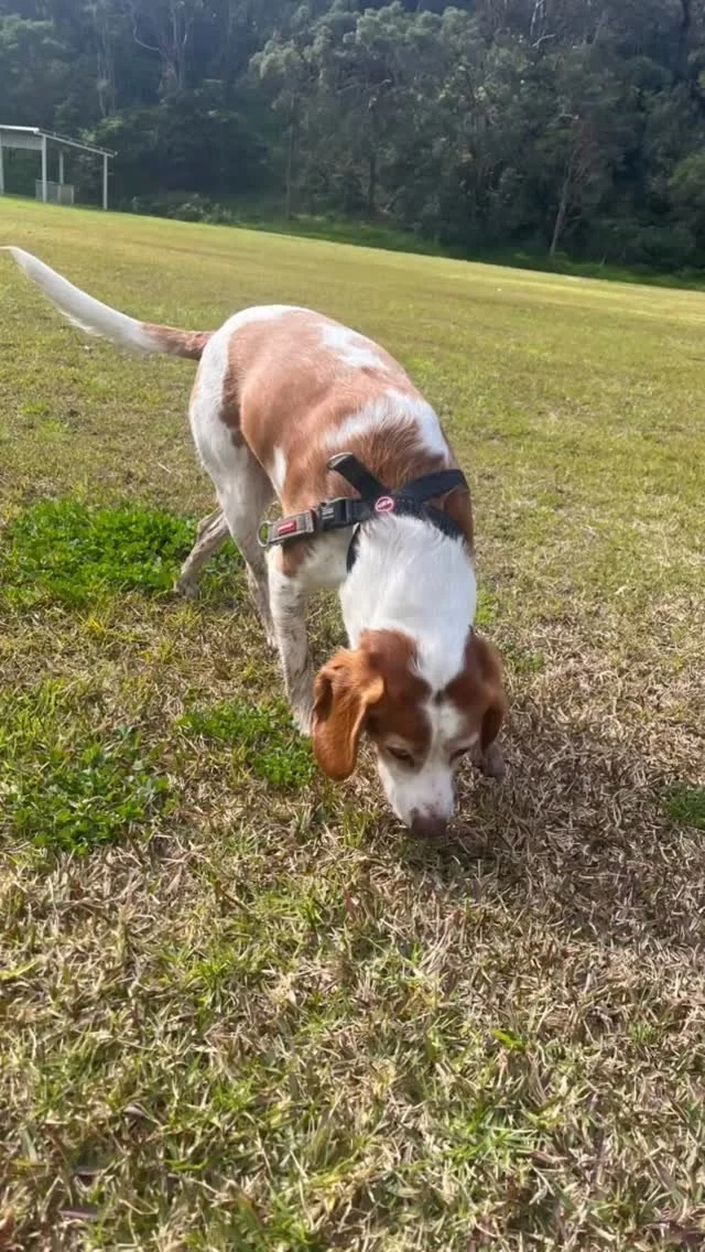 Luna having a blast on her adventure walk this morning 🐕
Contact us today for more information about our pet services 🐾