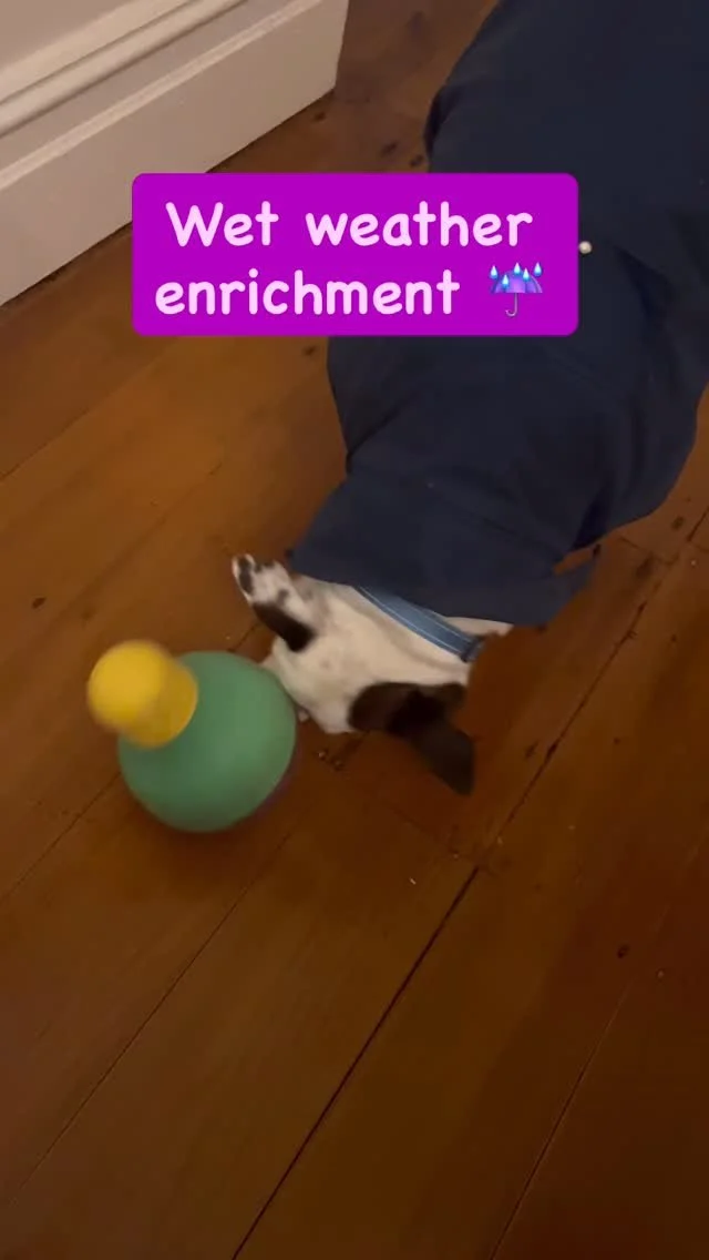 When you can’t take your dog out for a walk, you can give them activities that exercise their mind instead!
Make sure you offer a variety of enrichment activities and try out different things. Enrichment doesn’t have to be hard, it can b