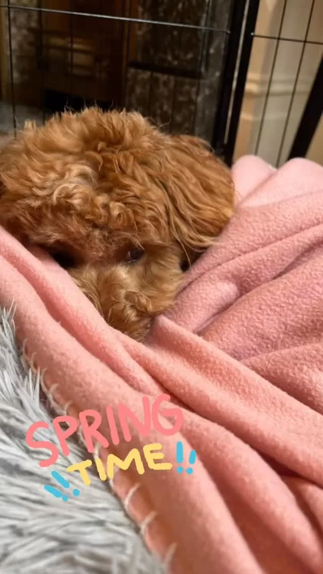 Happy Spring 🌸
Looking forward to warmer weather and enjoying walks in the sun ☀️