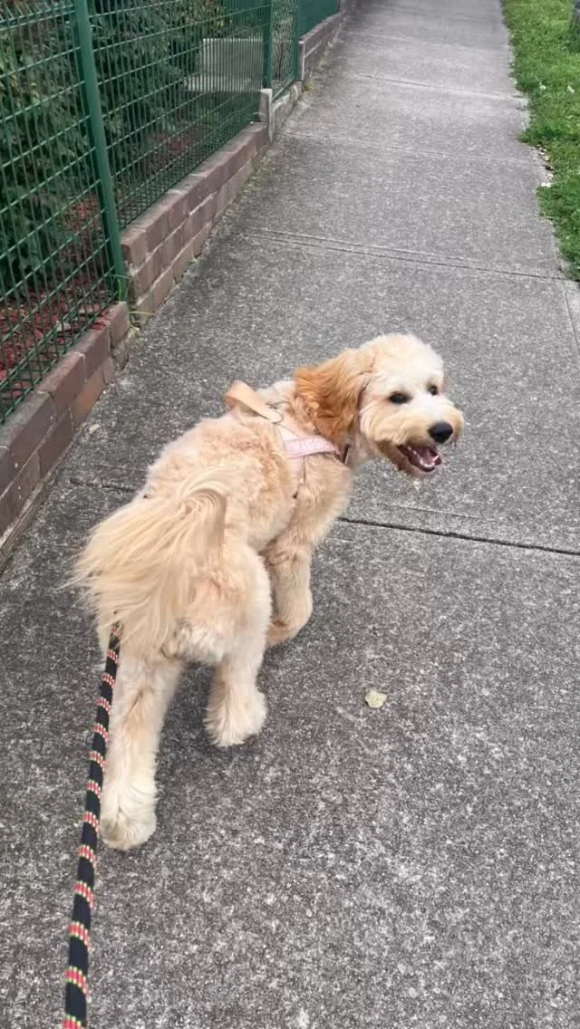 Look at all those happy faces 😊🐶🐾