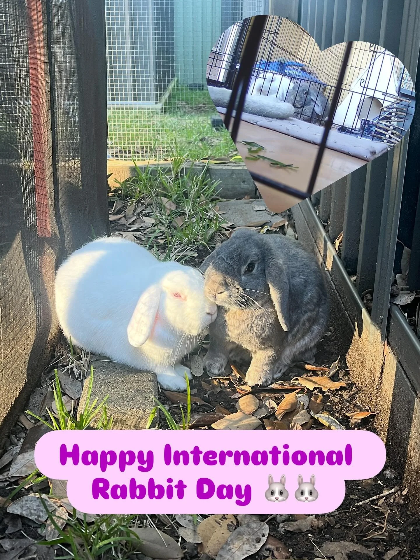 Happy International Rabbit Day from our two bunny loafs 🐰🐰