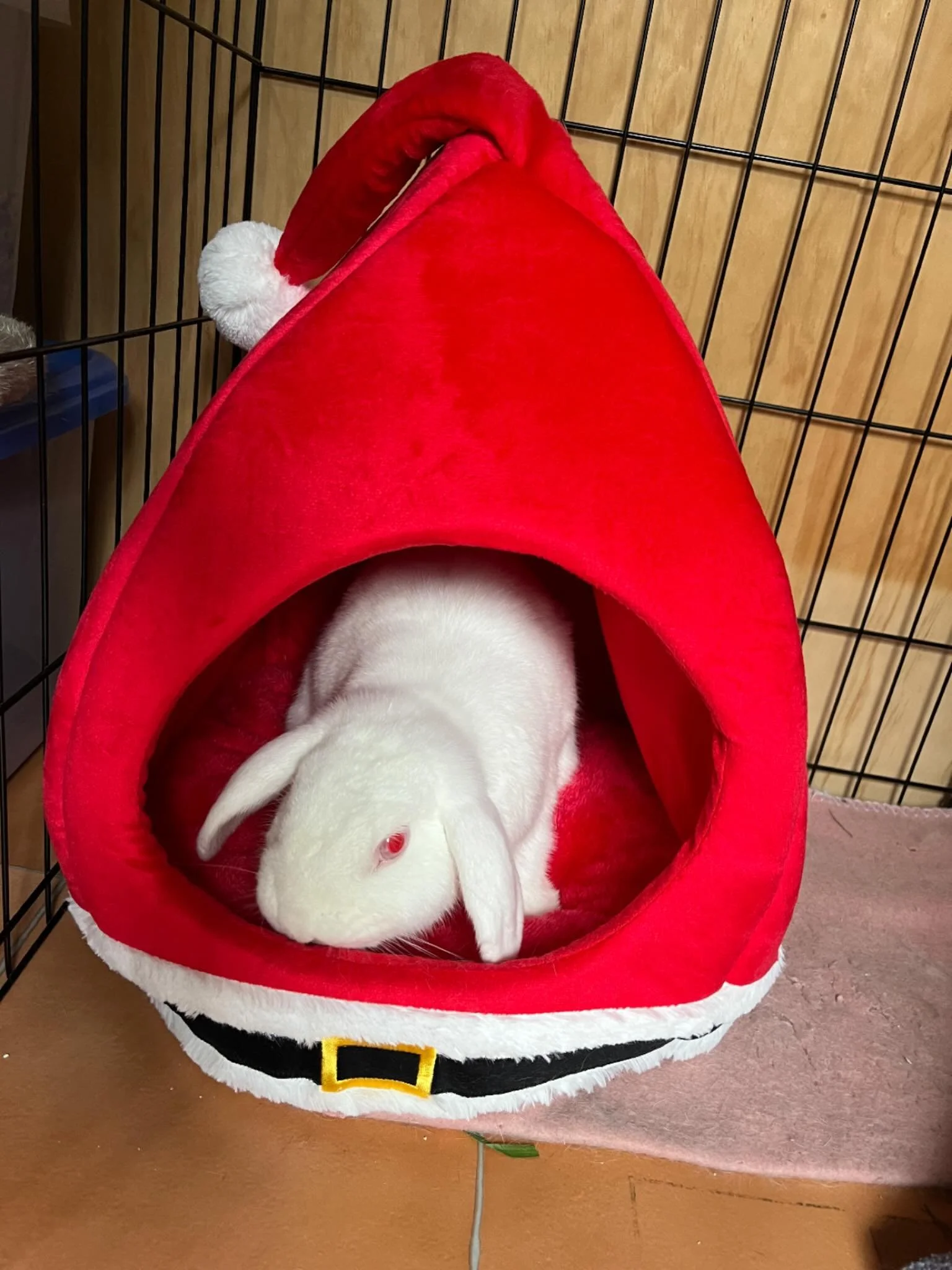 We&rsquo;re back from our holiday and now getting ready for Christmas! We wish everyone, their family and their pets a wonderful Christmas and Happy New Year 🎊