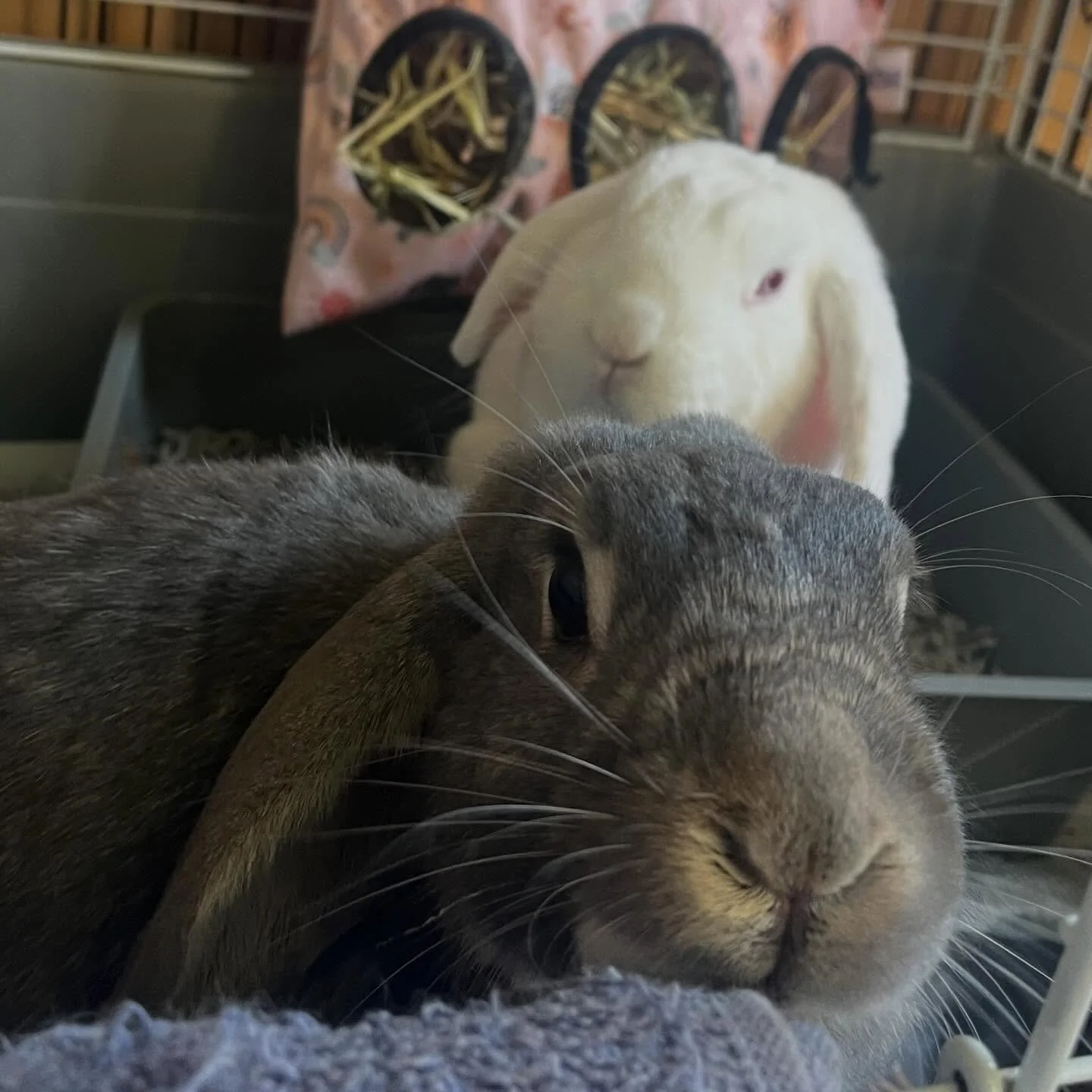 Our Easter bunnies want to wish you all a hoppy Easter long weekend! 🐰🐰🐣