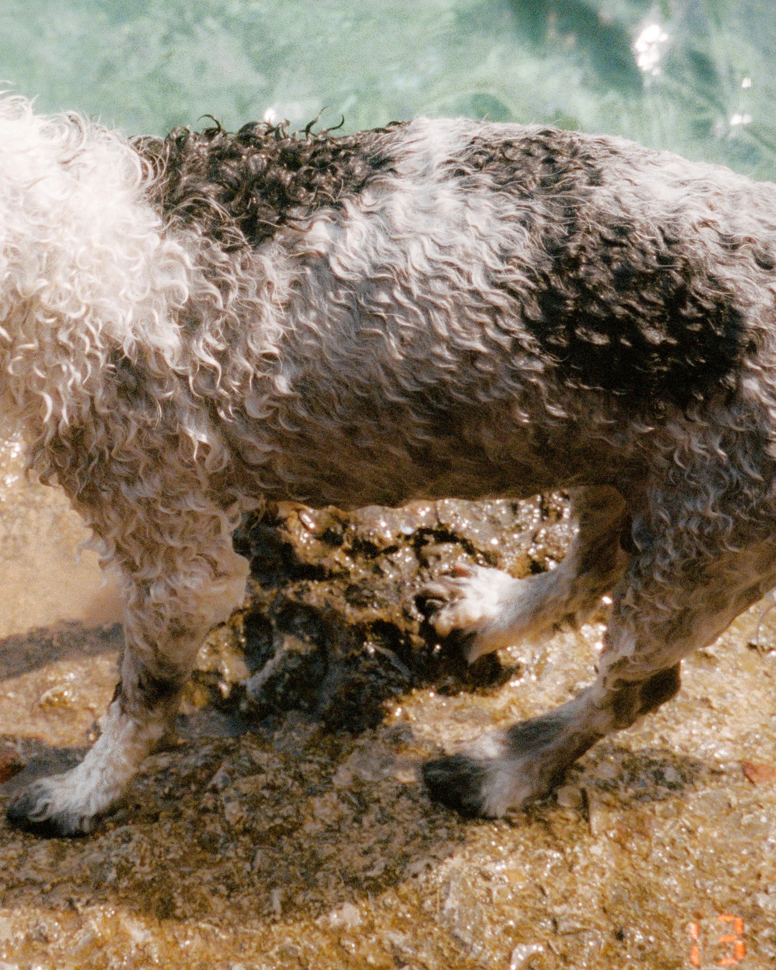 Curly Coast, Mallorca 2024.