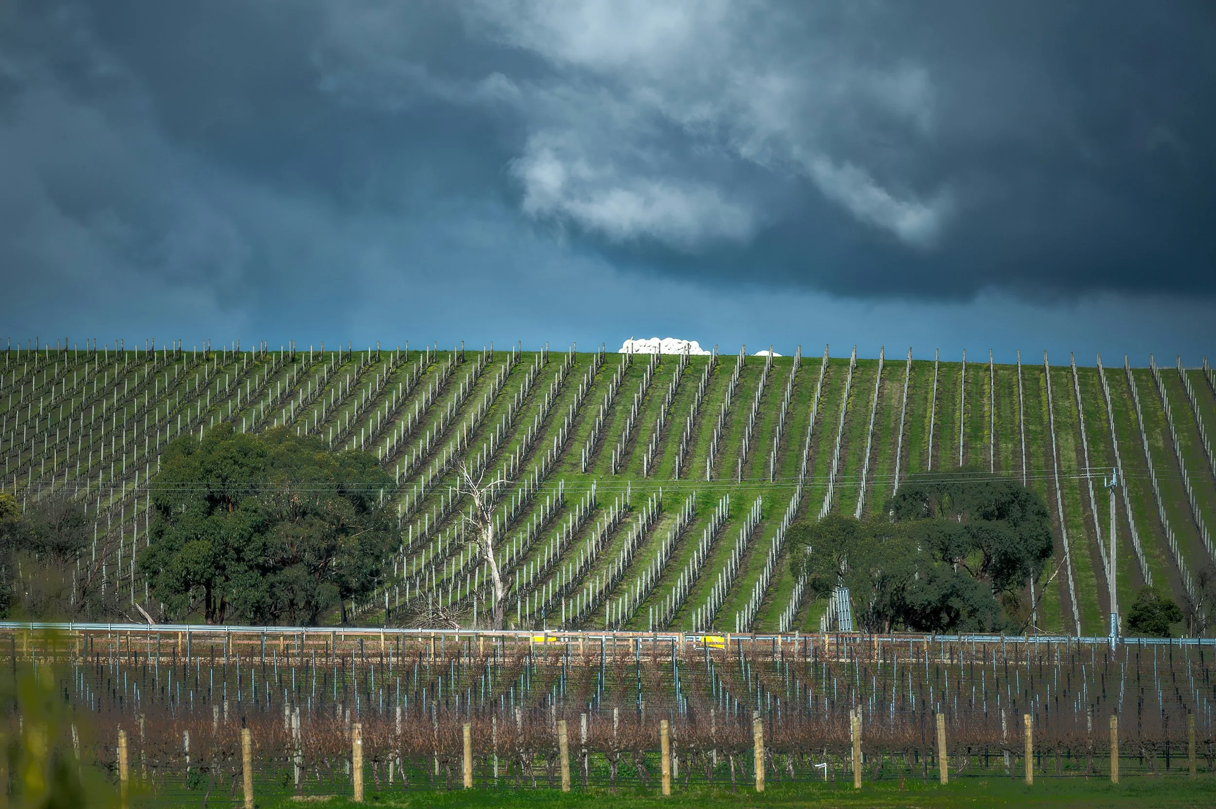Australian viiniteollisuus yskii – ja Treasury Wine Estates näyttää, miksi