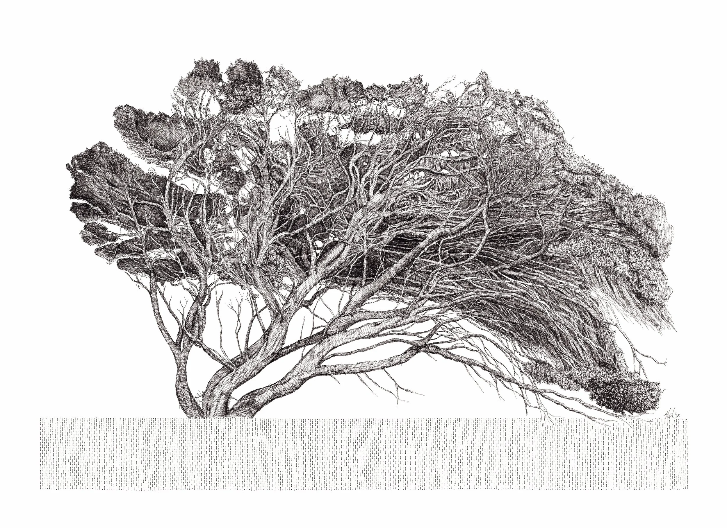 Paperbark - Sturdy
