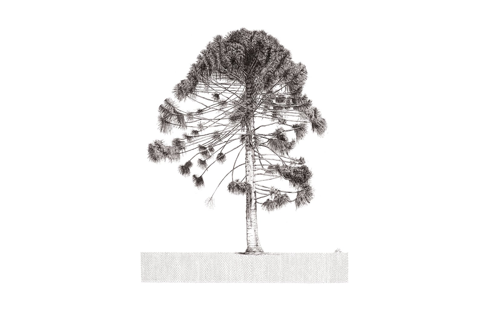Bunya Pine _3_2.jpg