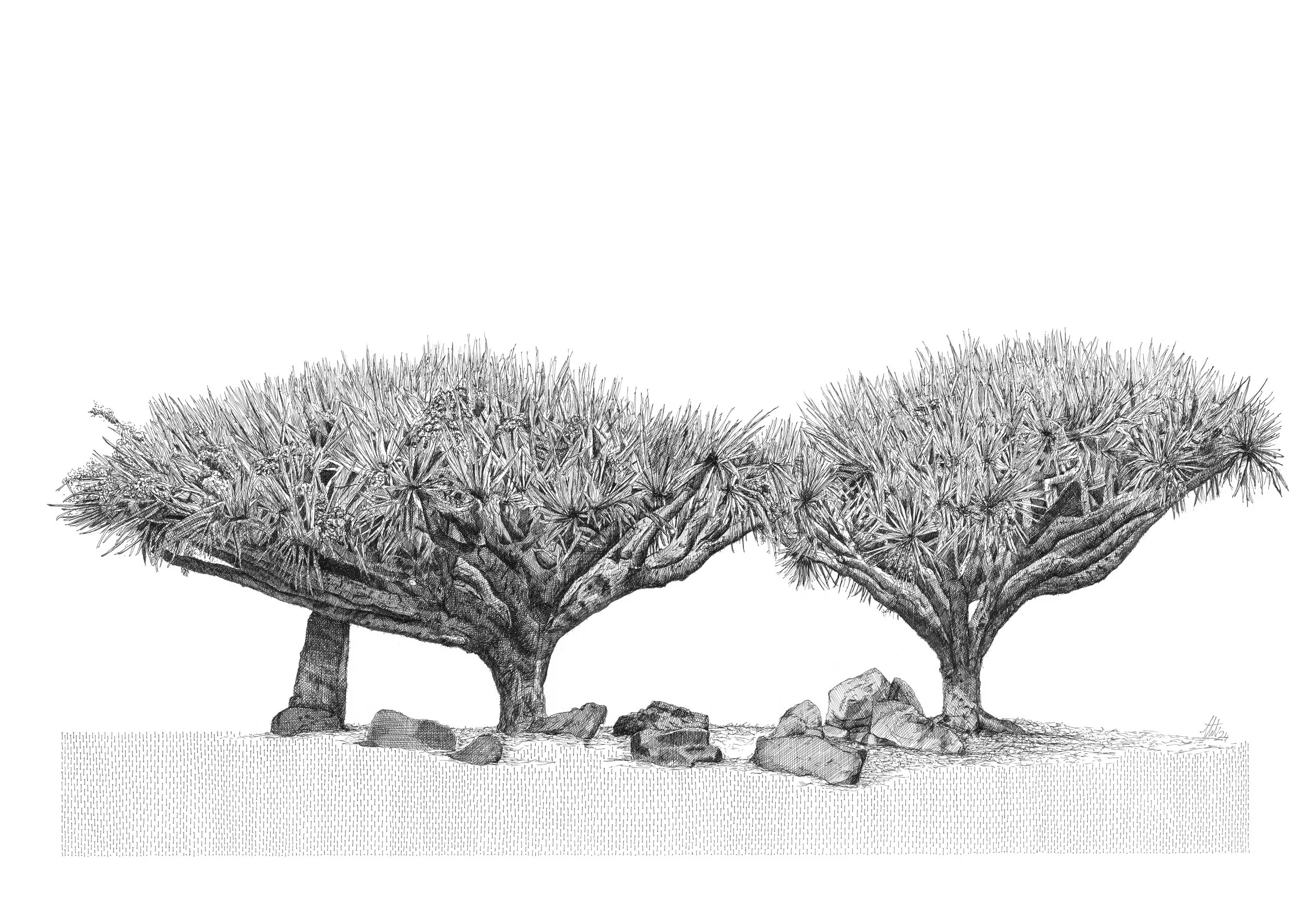Dragon Tree-100.jpeg