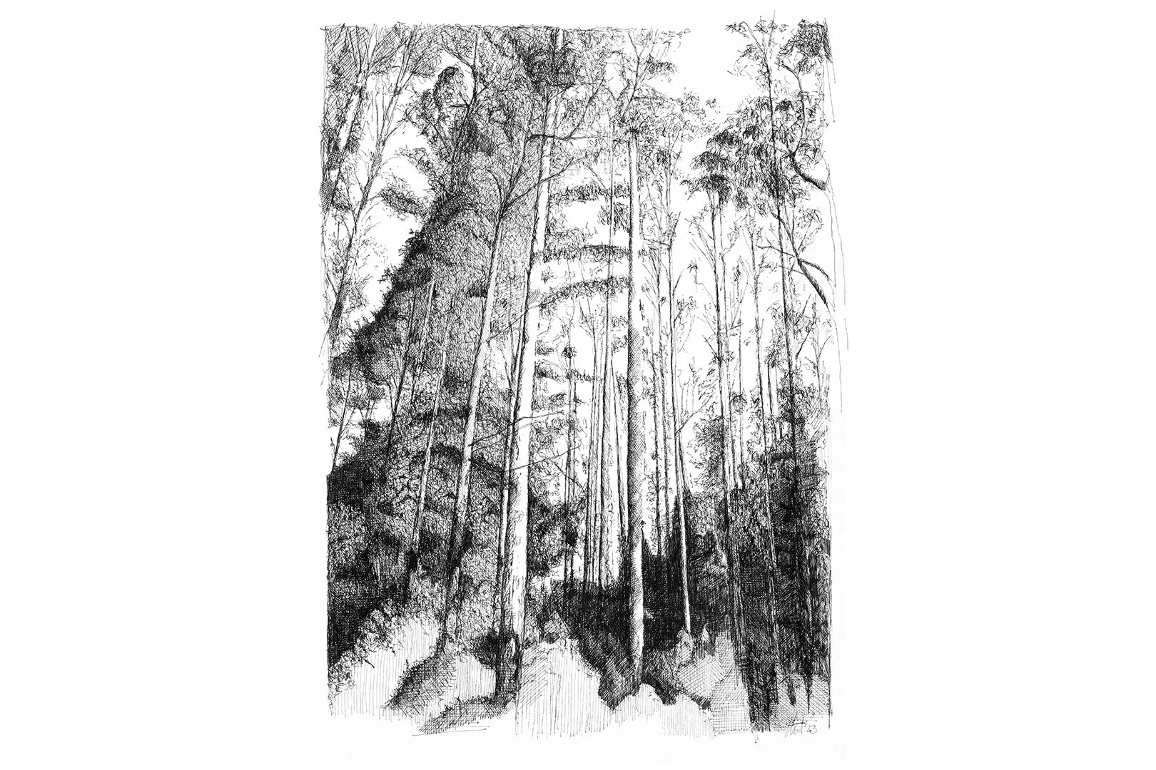 Woods 3_2.jpg