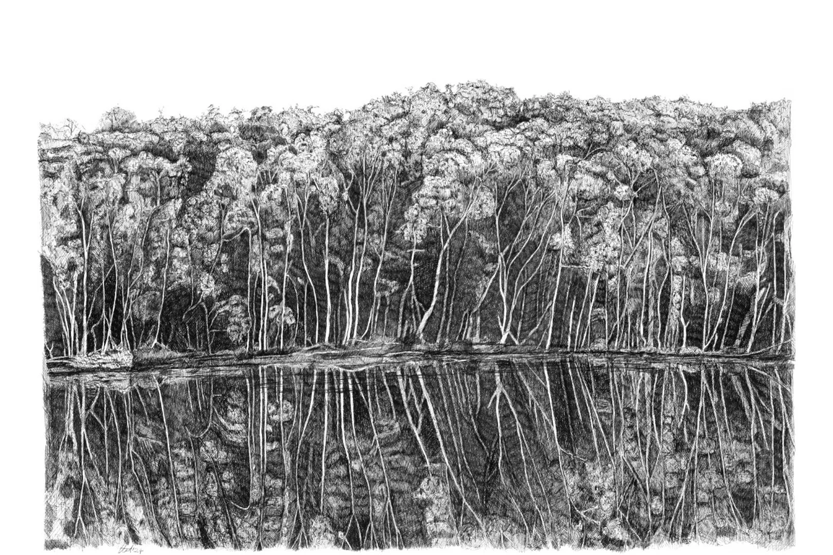 Mangroves 3_2.jpg