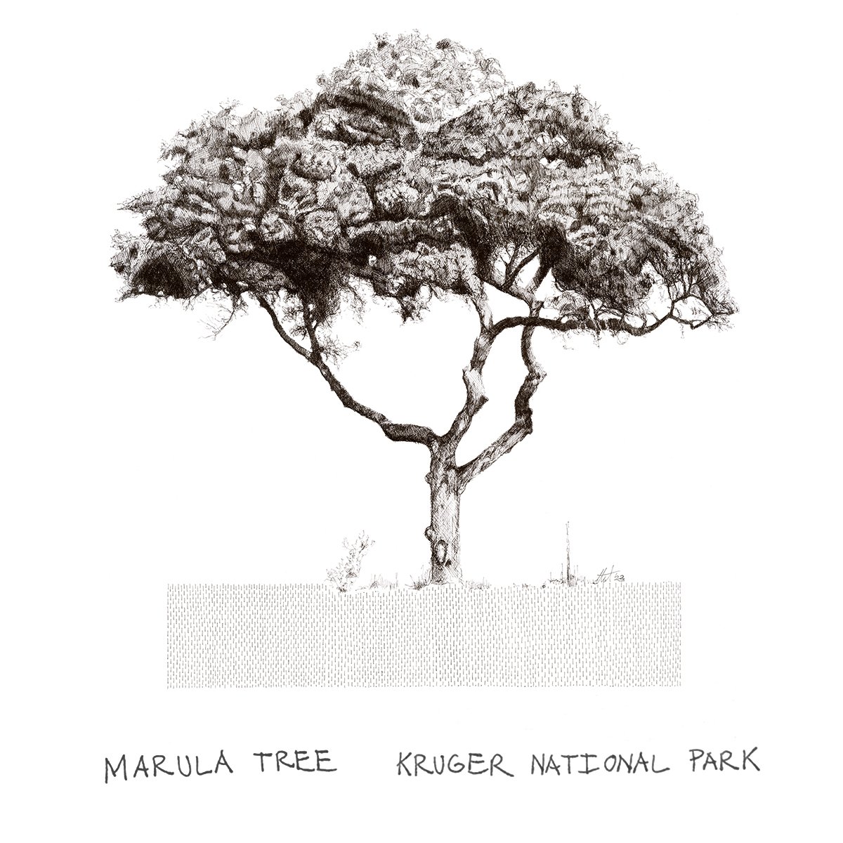 Marula Tree - Postcard001.jpg