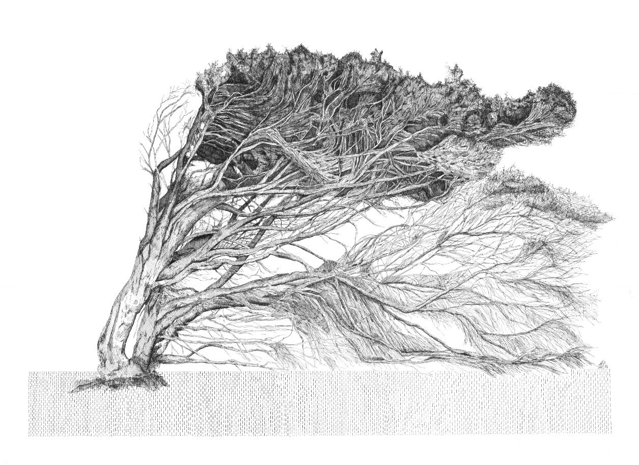 Paperbark.jpg