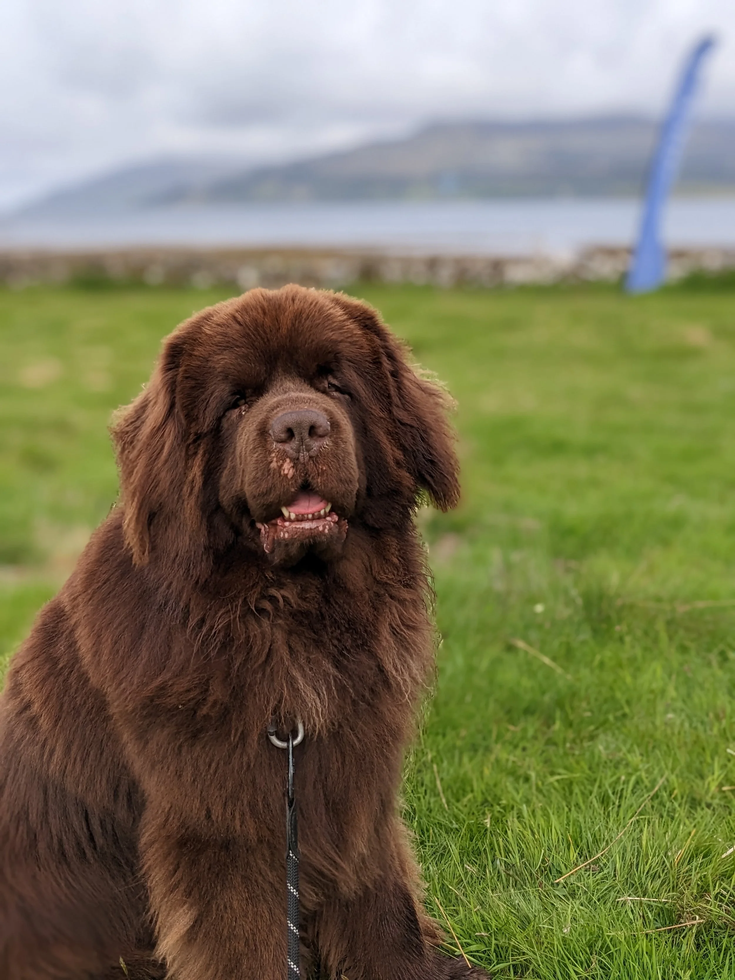 A brown Newfoundland dog sitting on green grass with a blurred body of water and mountains in the background.