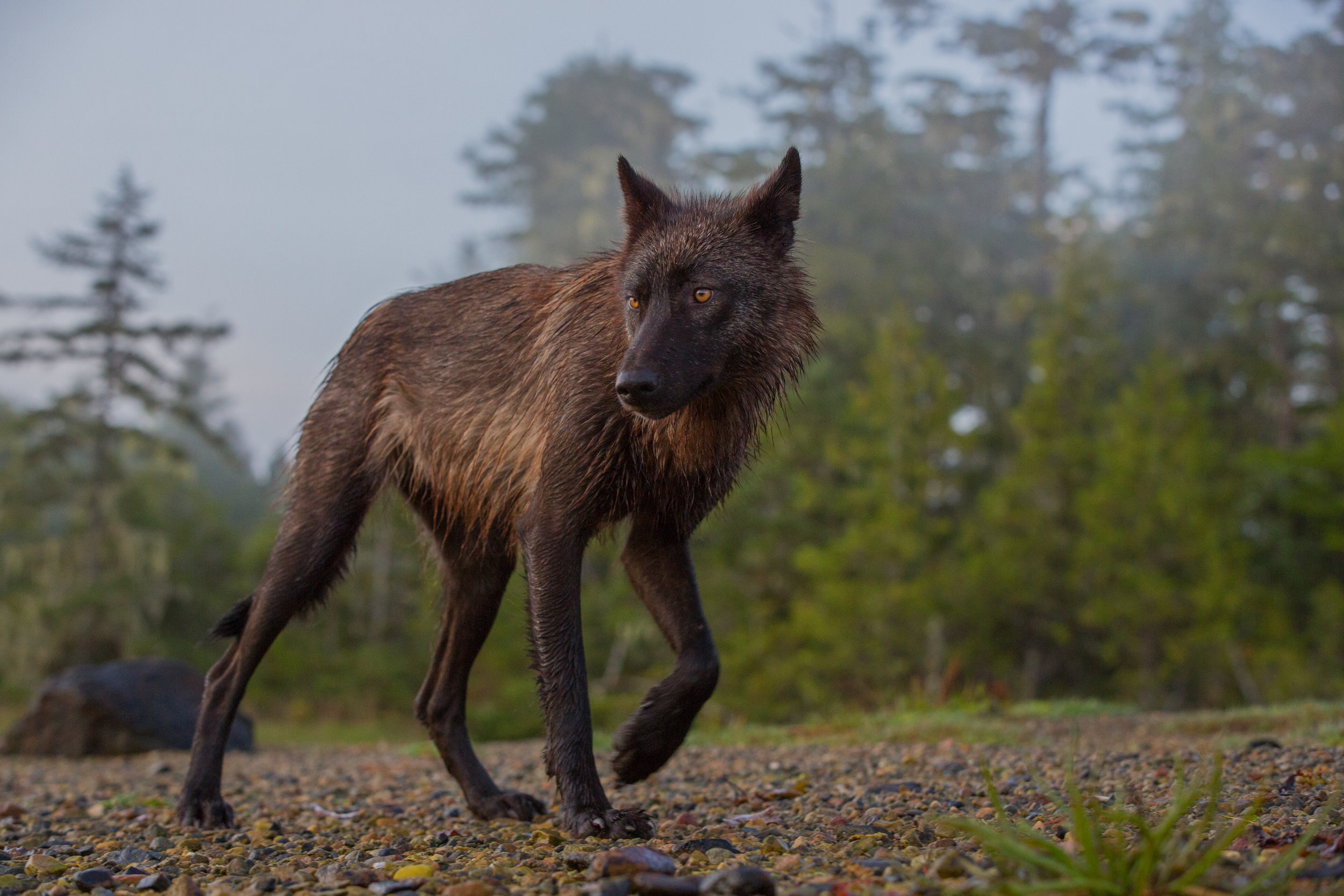 Wild wolf walking on gravel in a forested area, with trees in the background.