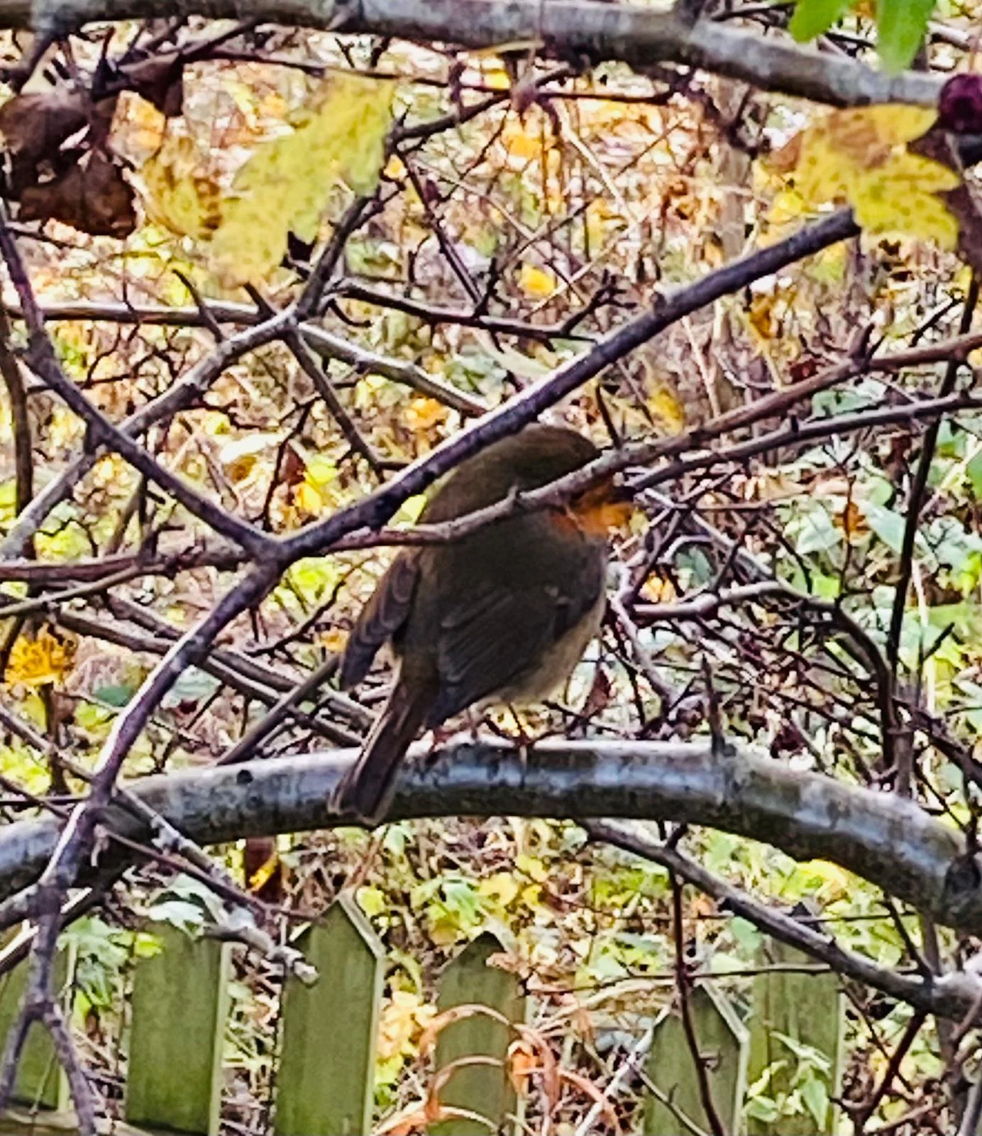 A small brown bird perched on a branch amid dense twigs and yellowing leaves in a garden.