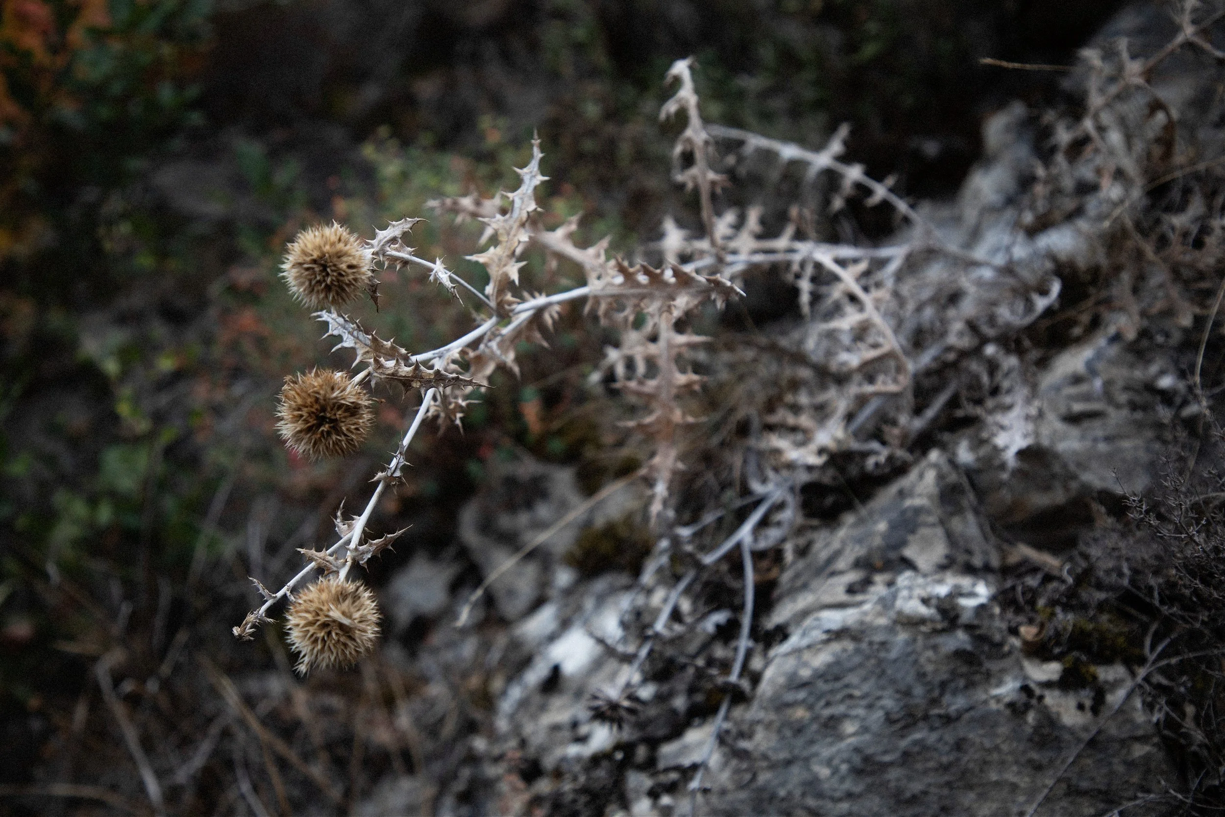 “It’s really nice. It's like something was alive and beautiful growing before and then kind of died. And then it stayed, left an imprint”