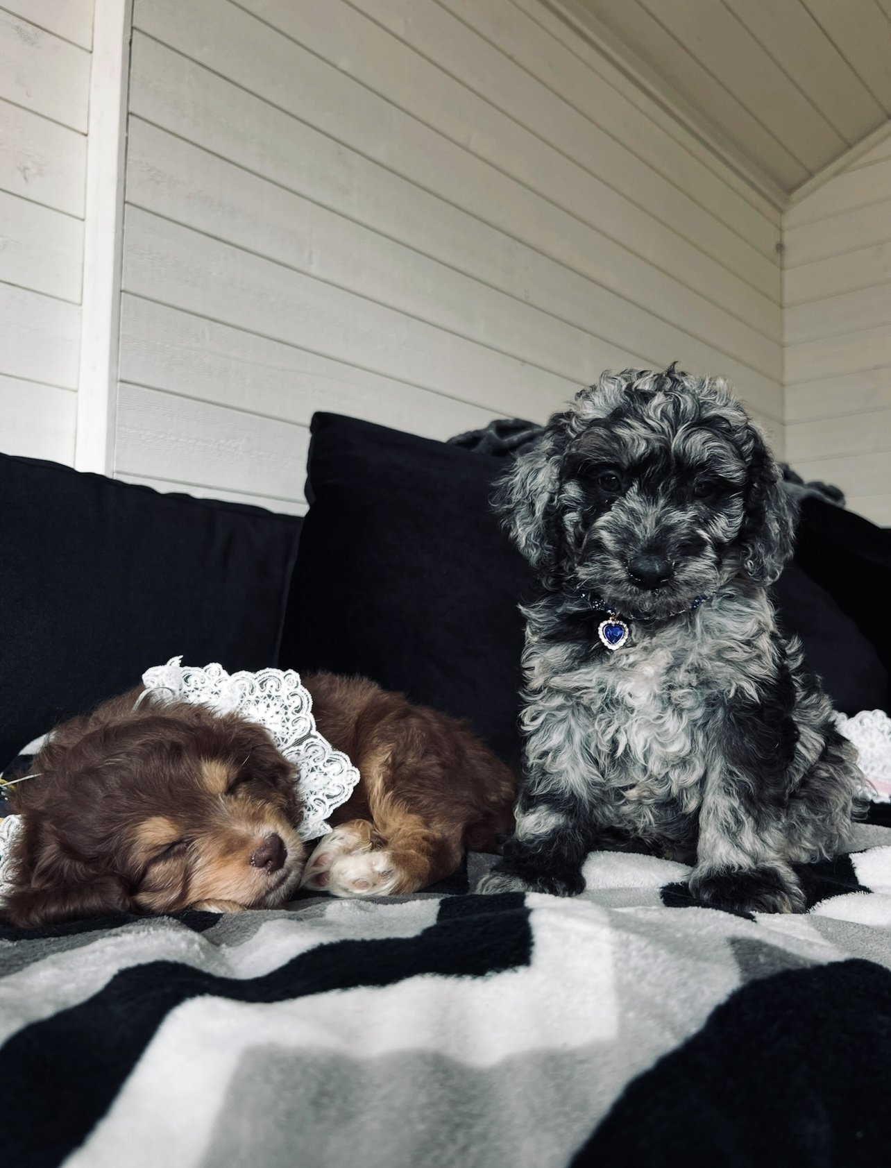 Are Doodle Dogs Really Hypoallergenic? The Science Behind Allergy-Friendly Breeds