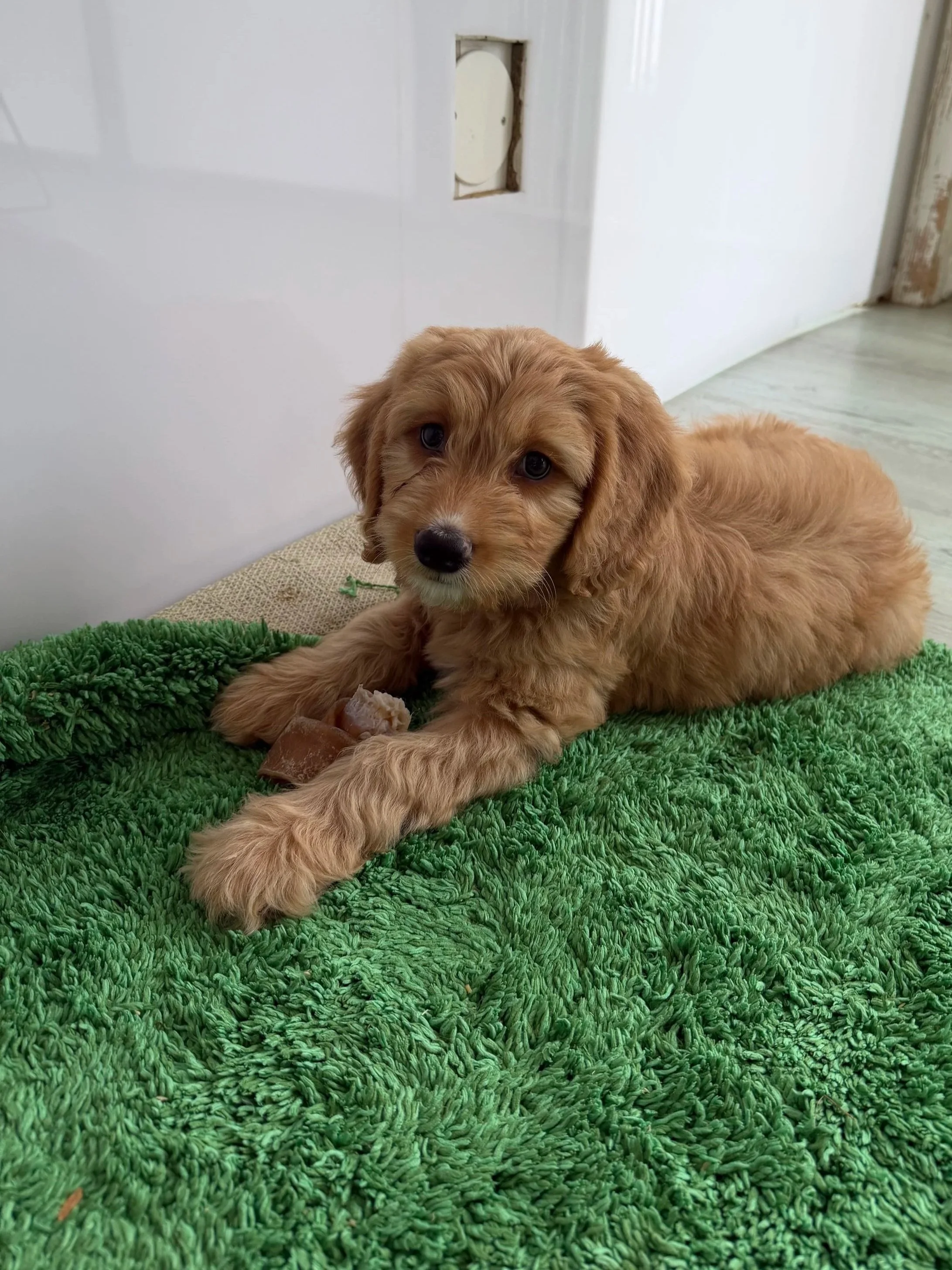 Our Wonderful Miniature/Medium Labradoodle Puppies are Looking For Their Forever Homes!