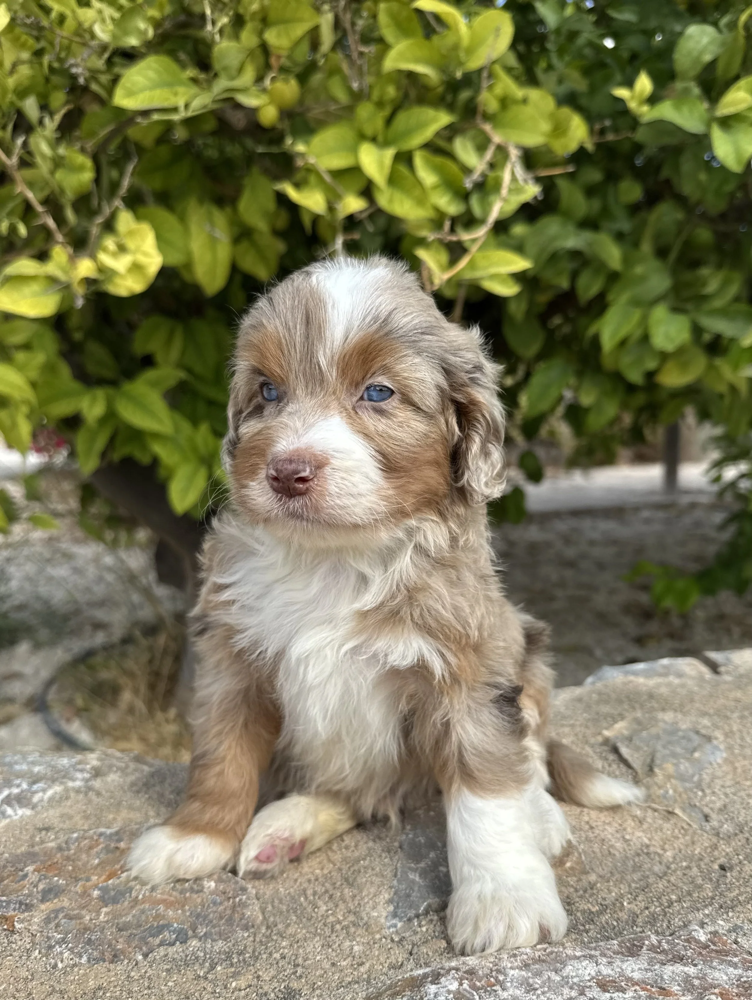 Our lovely Bernedoodle Puppies Are Available for Adoption!