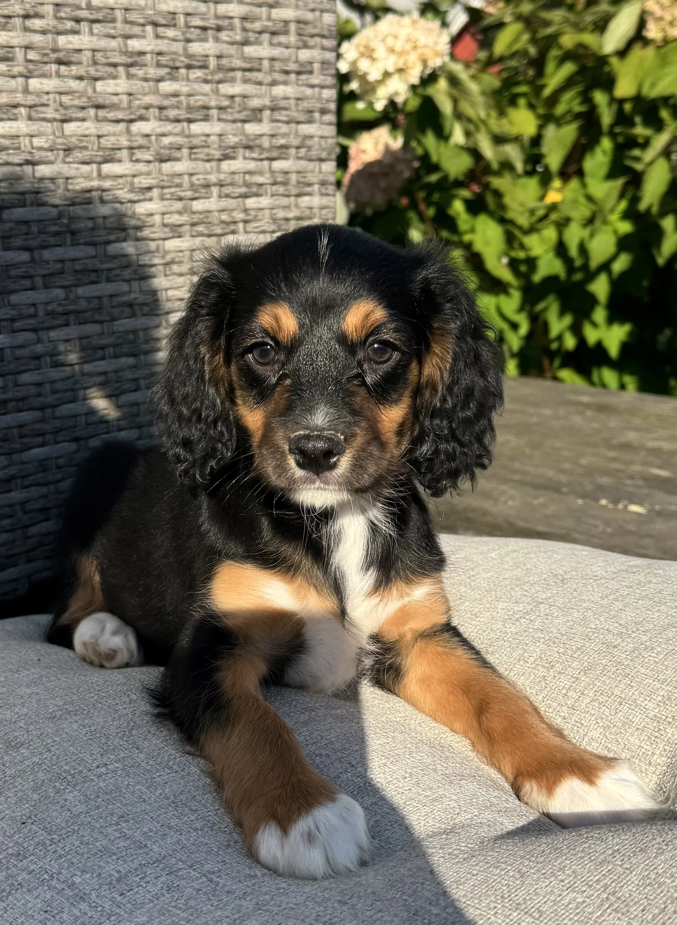 We now have our first Munchkin Bernedoodle litter! 