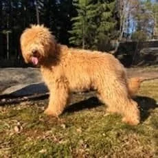 Nalle.jpg