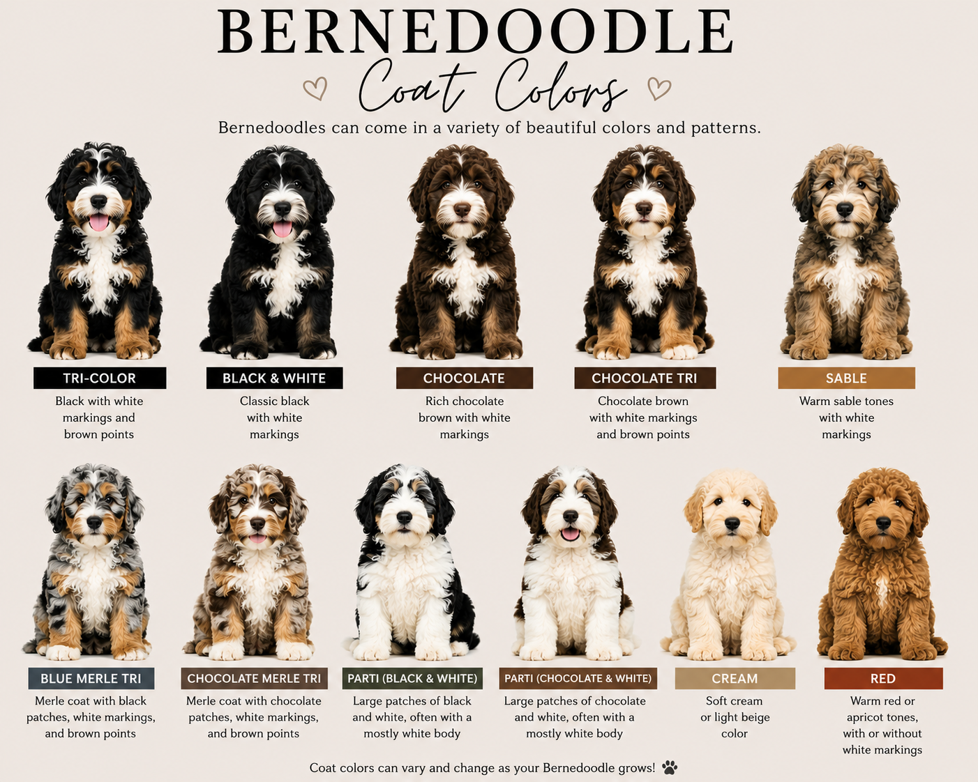A chart displaying various coat colors of Bernedoodle dogs, including Tri-Color, Black & White, Chocolate, Chocolate Tri, Sable, Blue Merle Tri, Chocolate Merle Tri, Parti Black & White, Parti Chocolate & White, Cream, and Red, with descriptions of their coloring patterns.