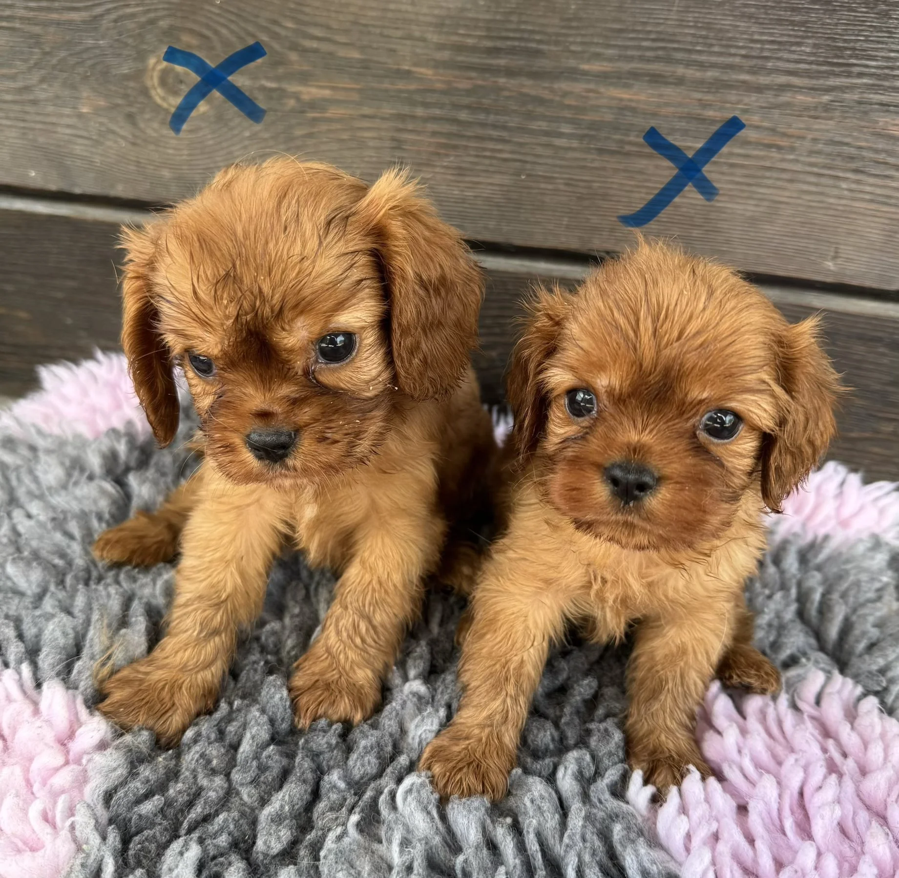 Our Adorable Cavapoo Puppies Are Looking For Their New Home!