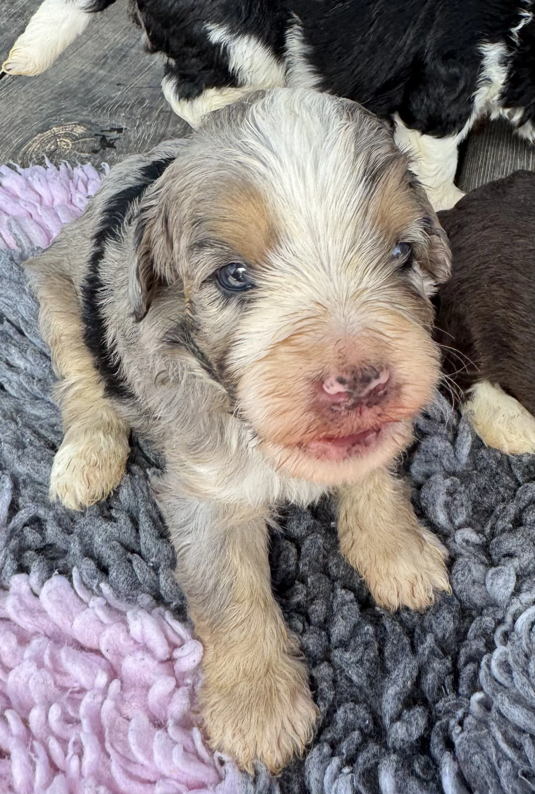 Our lovely Bernedoodle Puppies Are Available for Adoption!