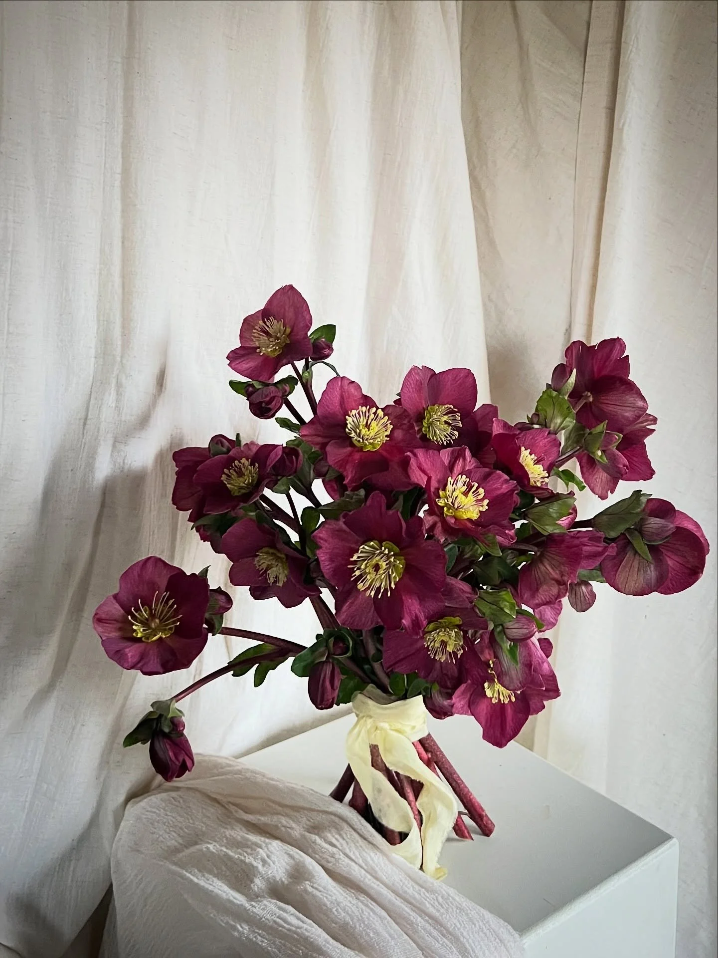 Hellebore 🍇

.
#weddingflowers #flowers #bridal #seasonalflowers