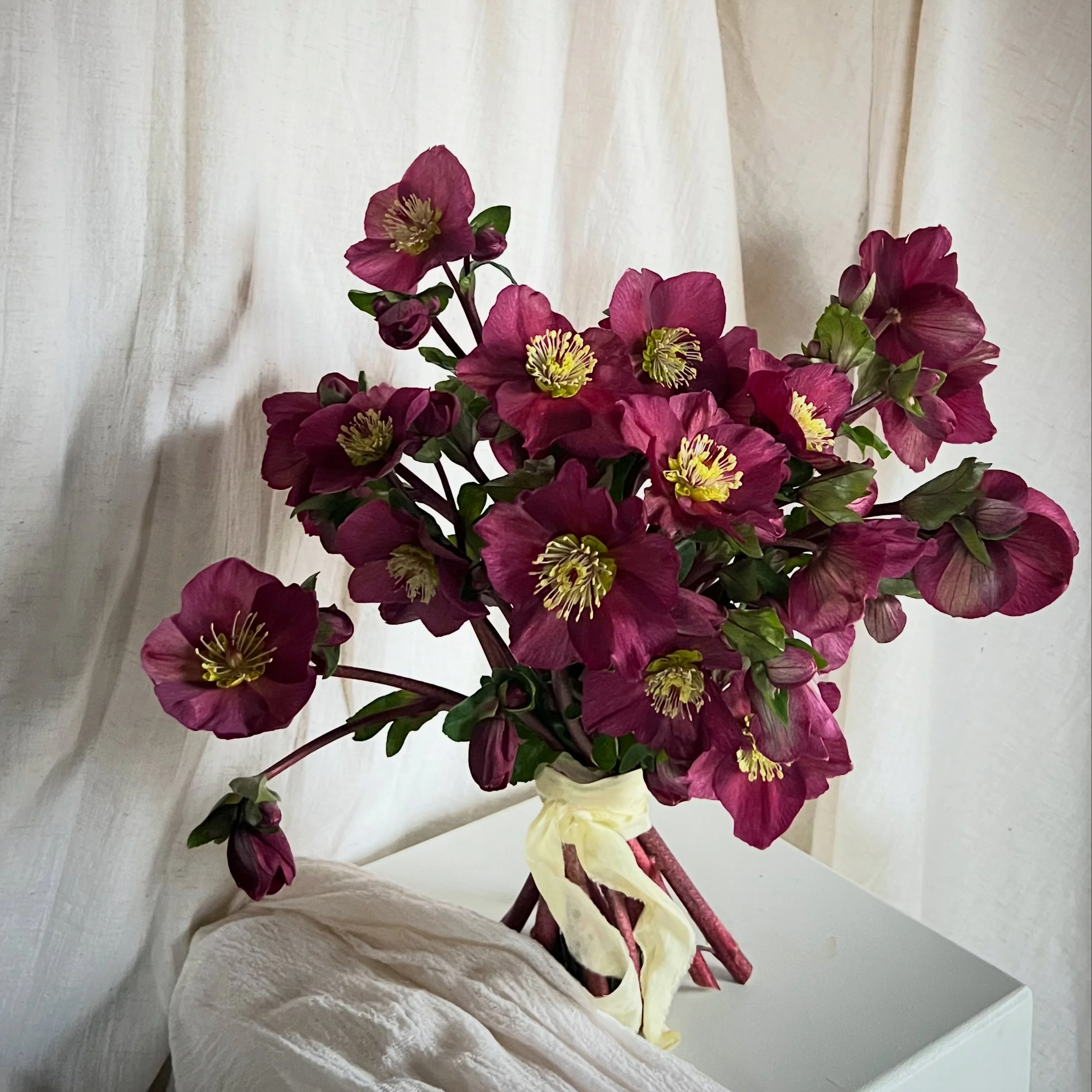 burgundy hellebore bridal bouquet