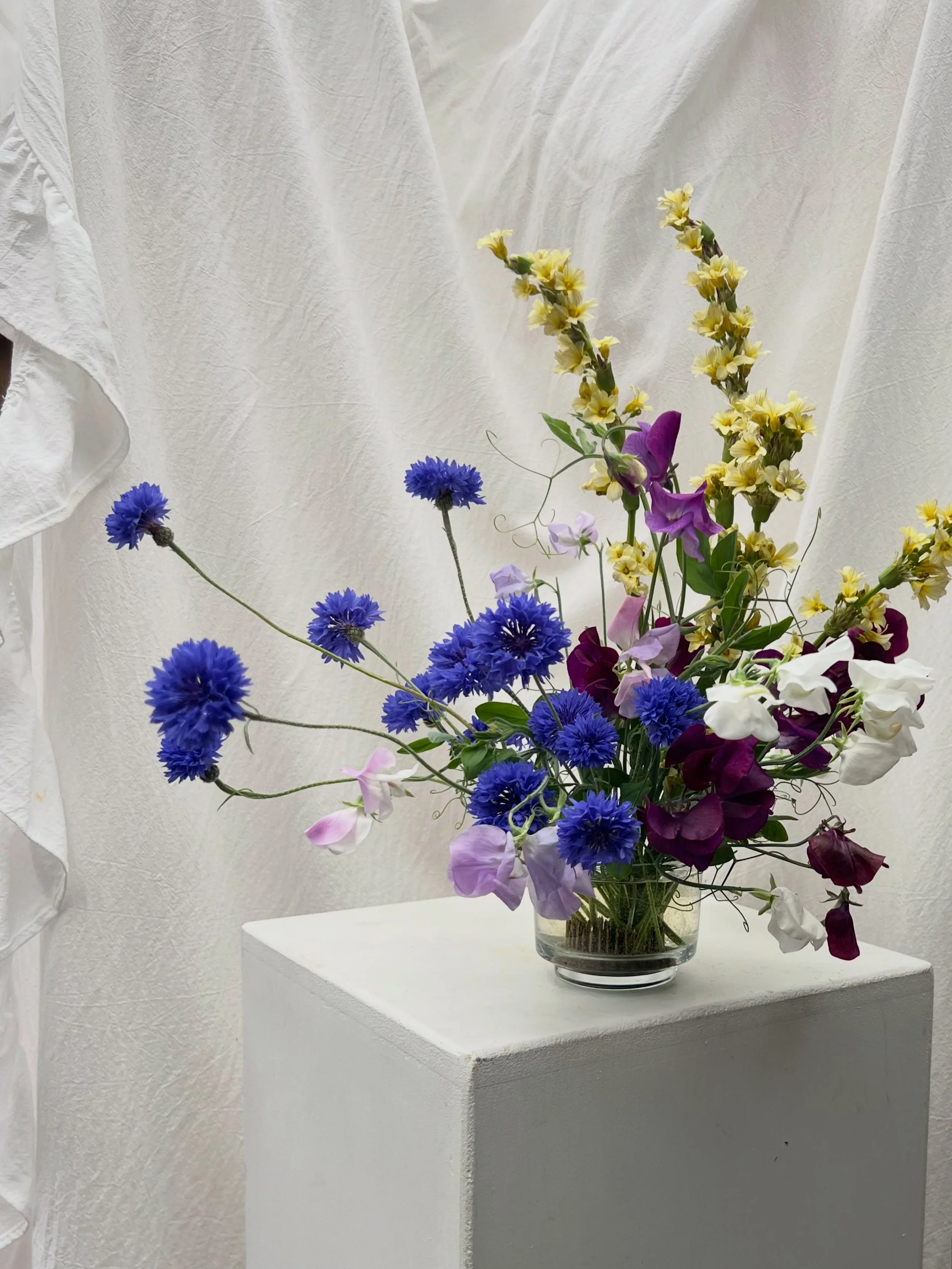 Starting a cornflower obsession 🫐

#britishflowers #seasonalflowers #norfolkflorist #sweetpeas #summerflowers