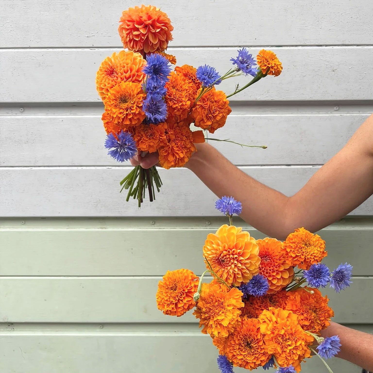 bright, bold and contemporary bridesmaids bouquets, using blue cornflowers and bright orange dahlias and marigolds