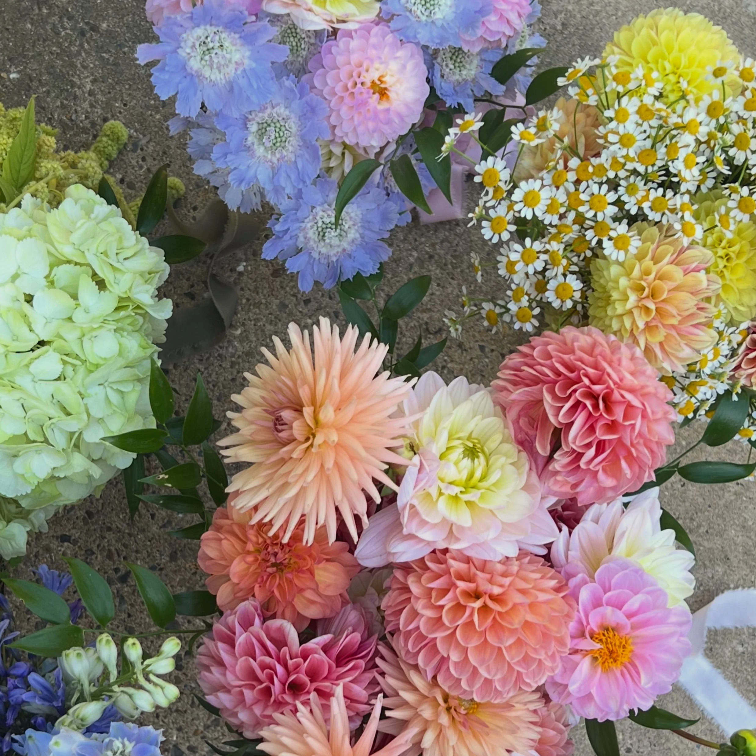 Colour block bridal and bridesmaids bouquets for an August wedding, using Dahlias and seasonal summer flowers