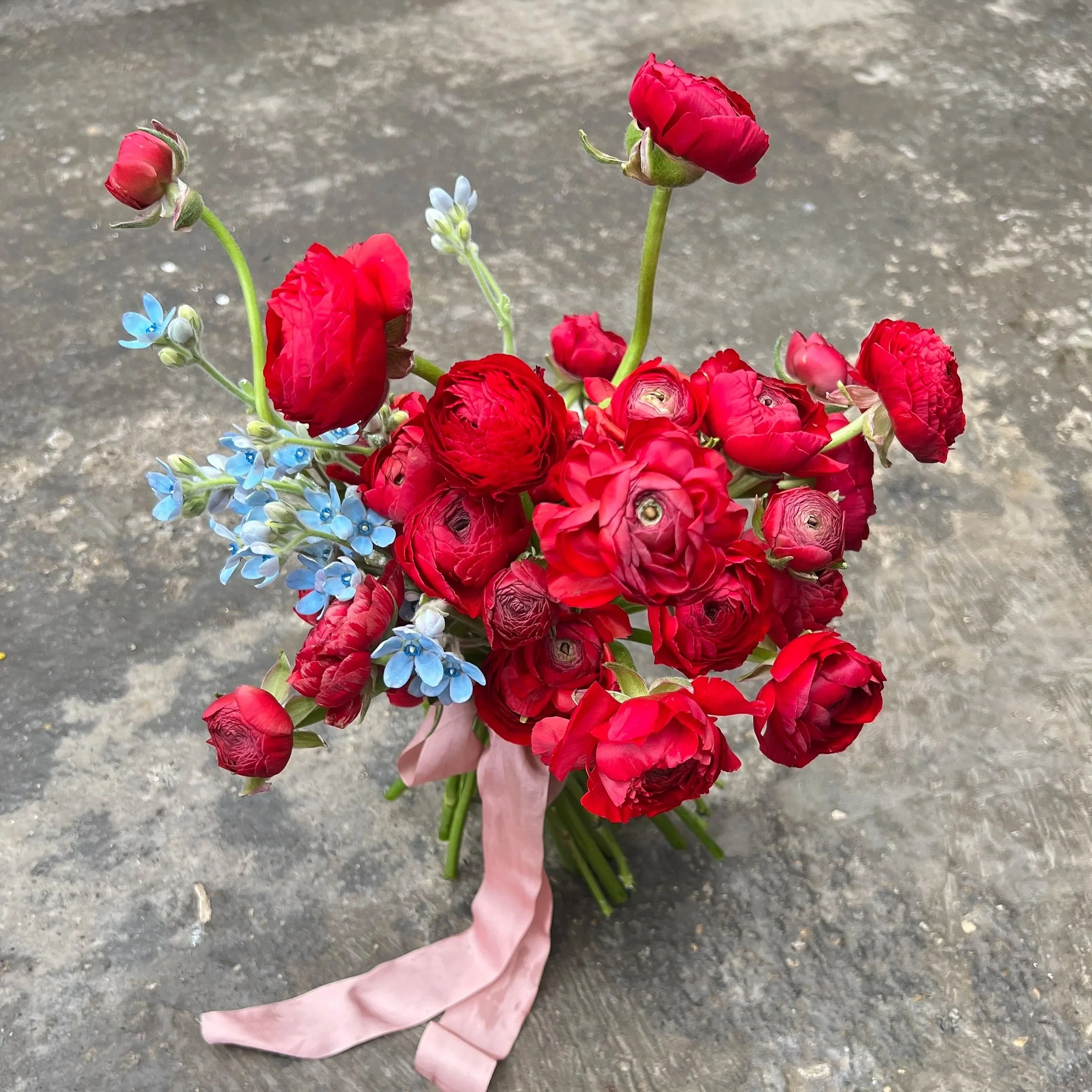 Red and blue bridal bouquet, using oxypetelum and ranunculus, tied with pink silk ribbon