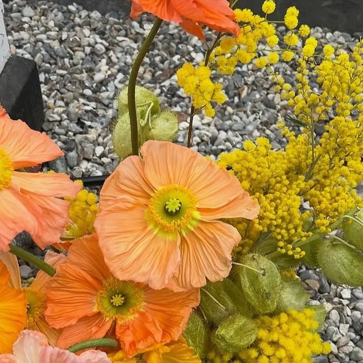 floral design with poppies, asclepias and mimosa