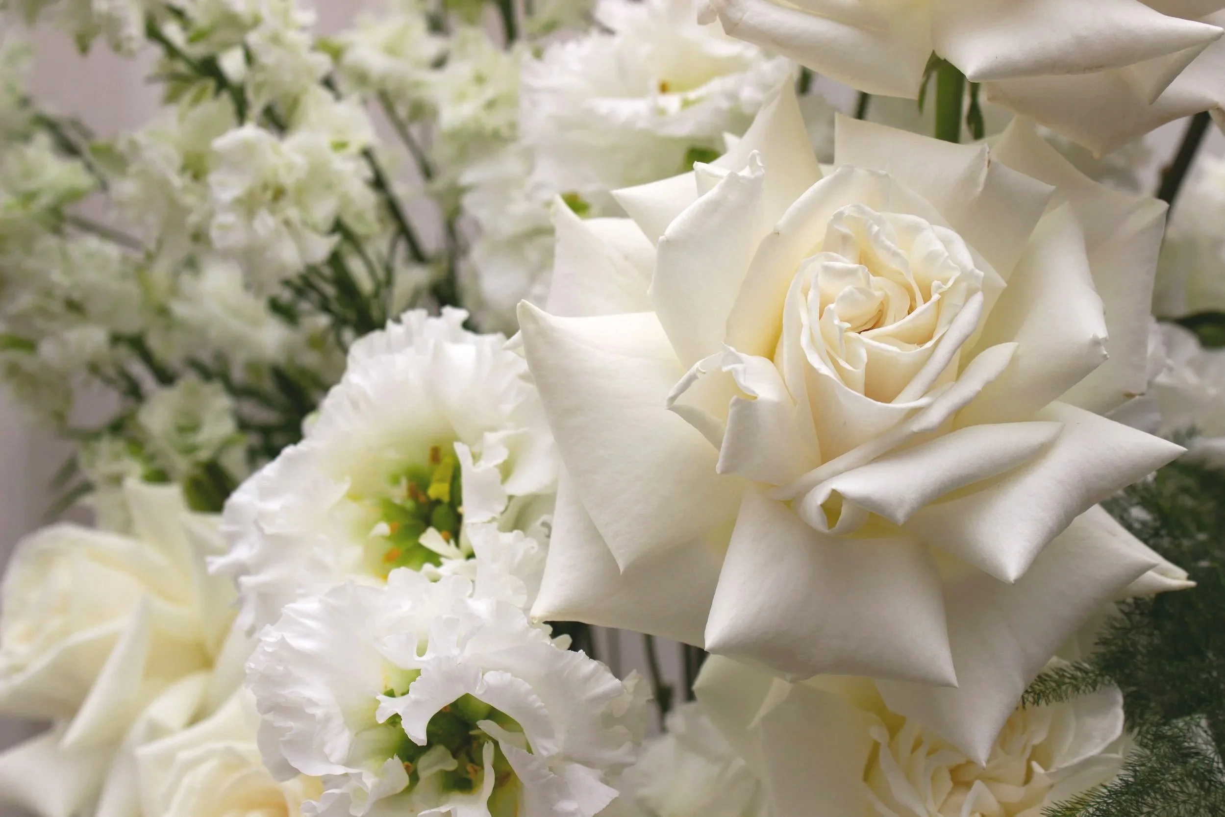 white roses, lisianthus and delphinium