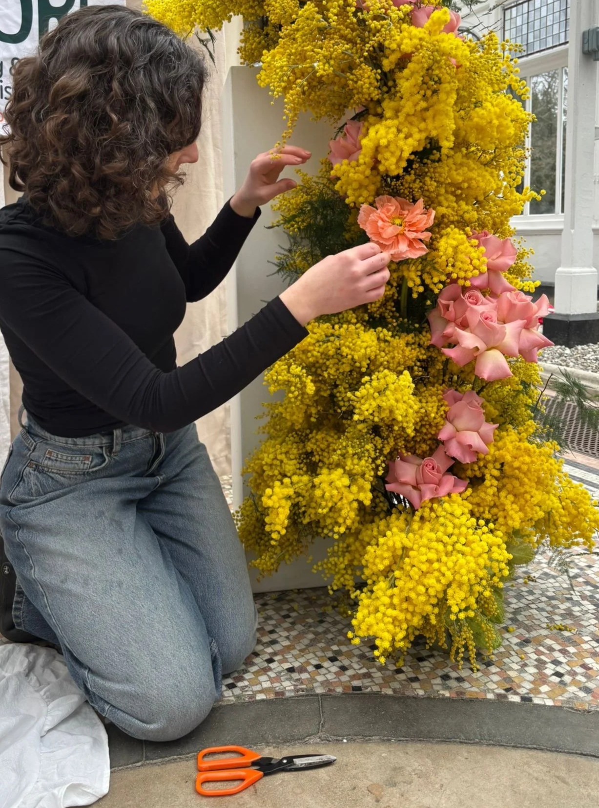 florist arranging a large installation, featuring mimosa, reflexed hermosa roses and icelandic poppies