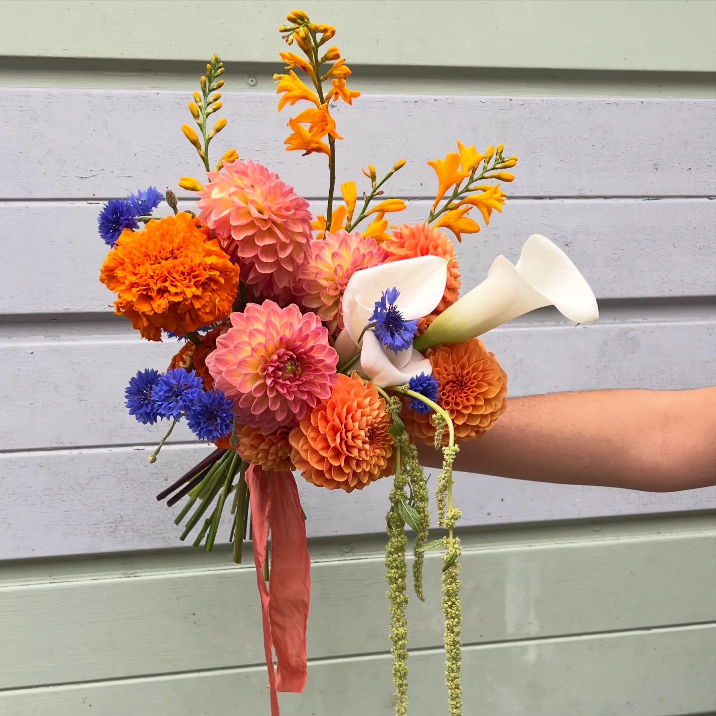Orange, blue and white contemporary bridal bouquet, using Dahlias, calla lily, marigolds, amaranthus and cornflowers, tied with silk orange ribbon