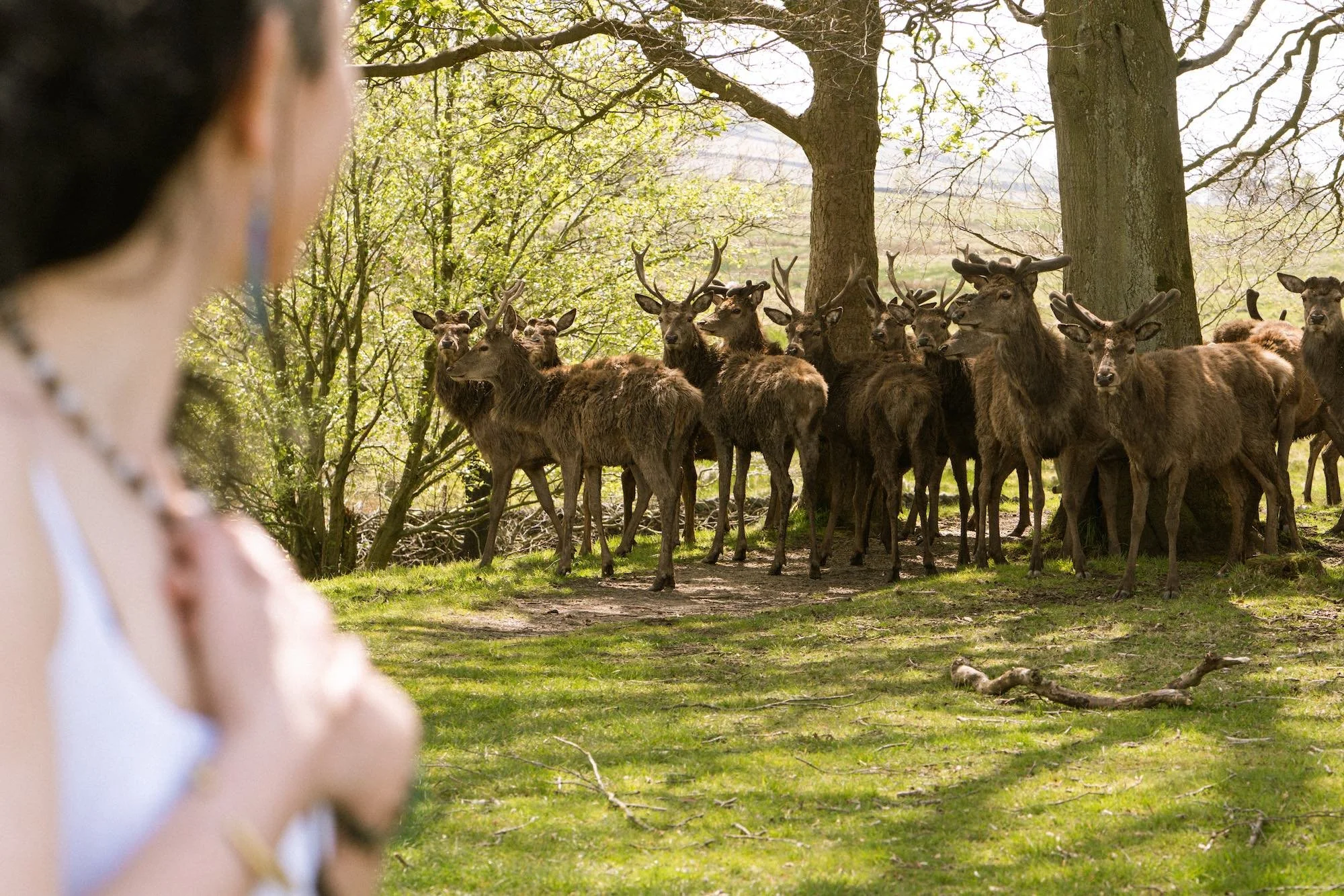 Zena Wellbeing Deer.jpg