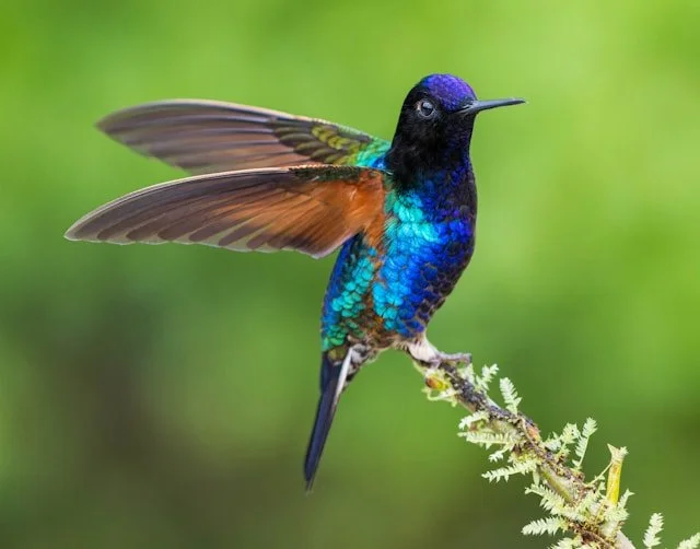 A vibrant hummingbird with iridescent blue and green feathers perches on a thin branch. It has its wings raised, appearing in mid-action, against a soft-focus green background.